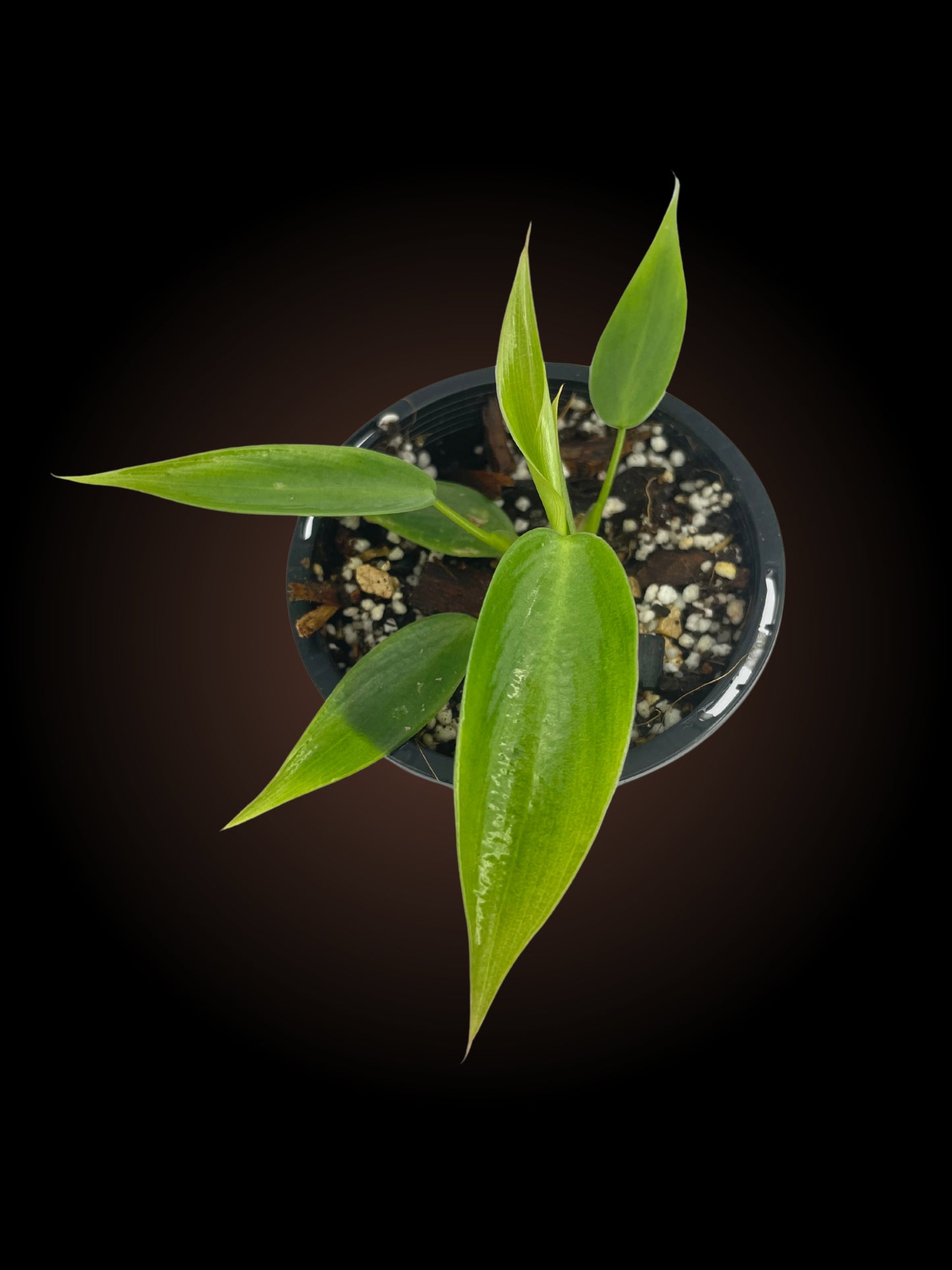 Philodendron Spiritus Sancti