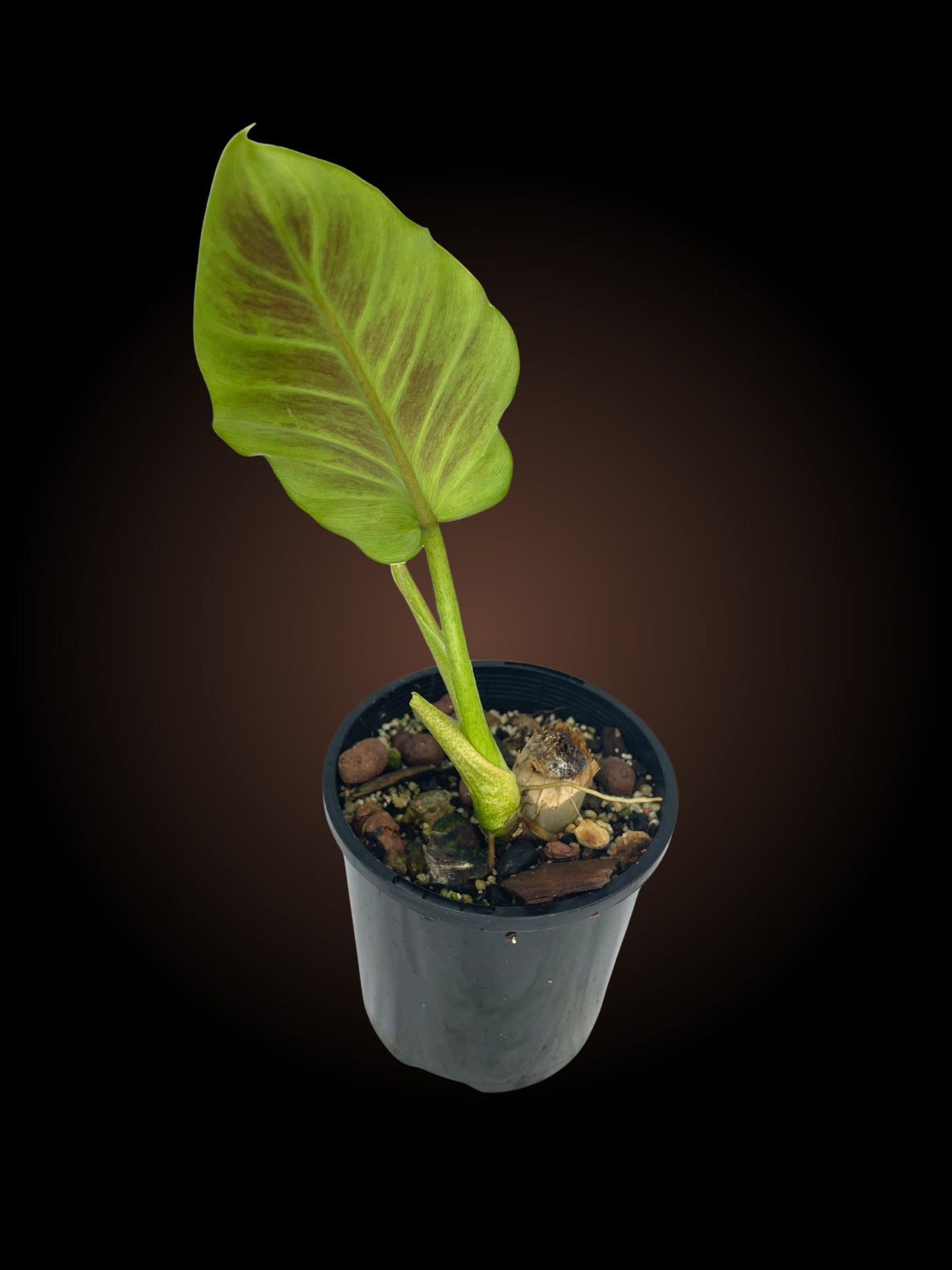 Non-TC Philodendron Subhastatum