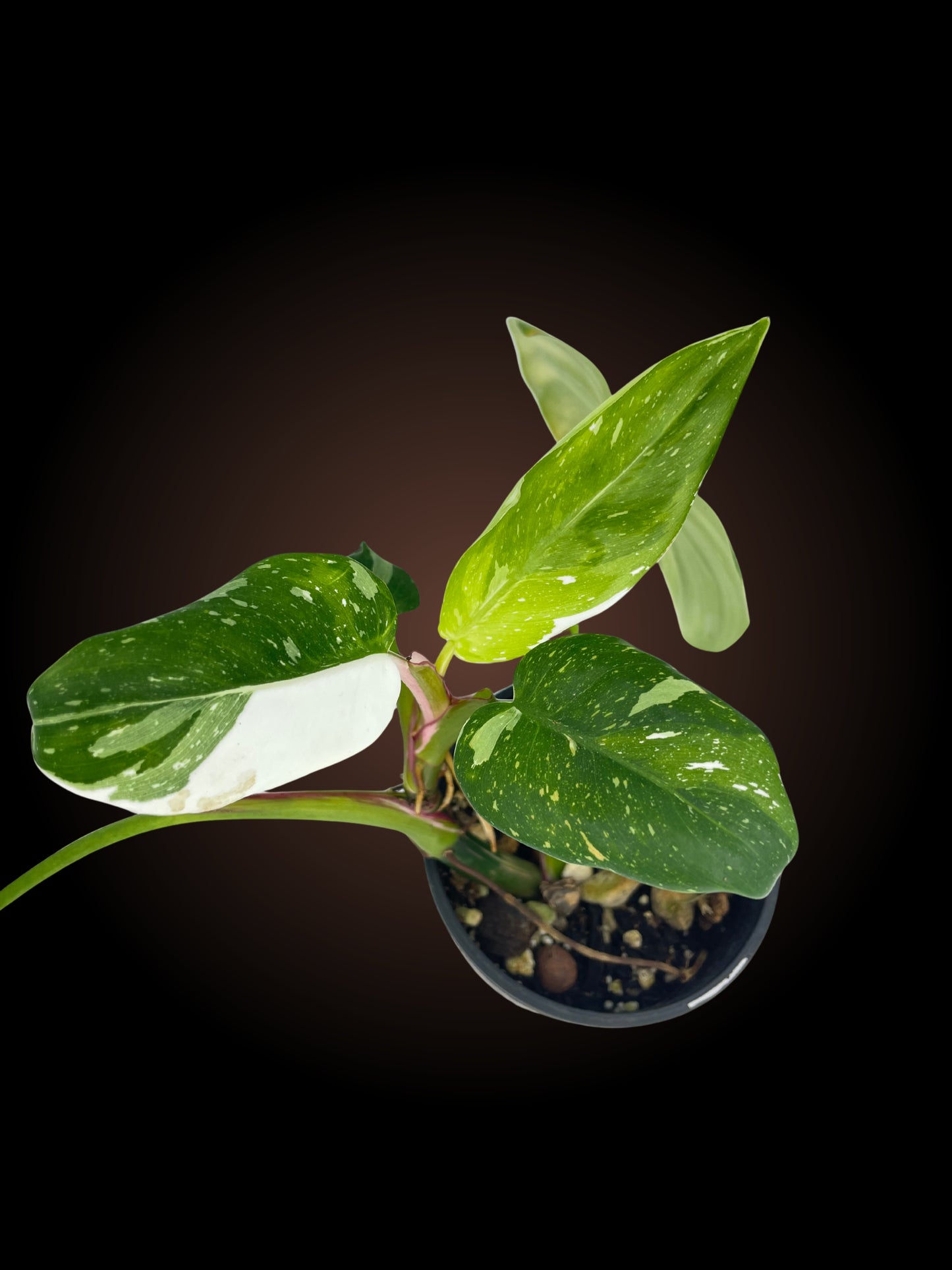Philodendron White Princess