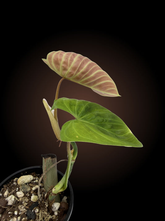 Weekly Auction - Philodendron Zeus