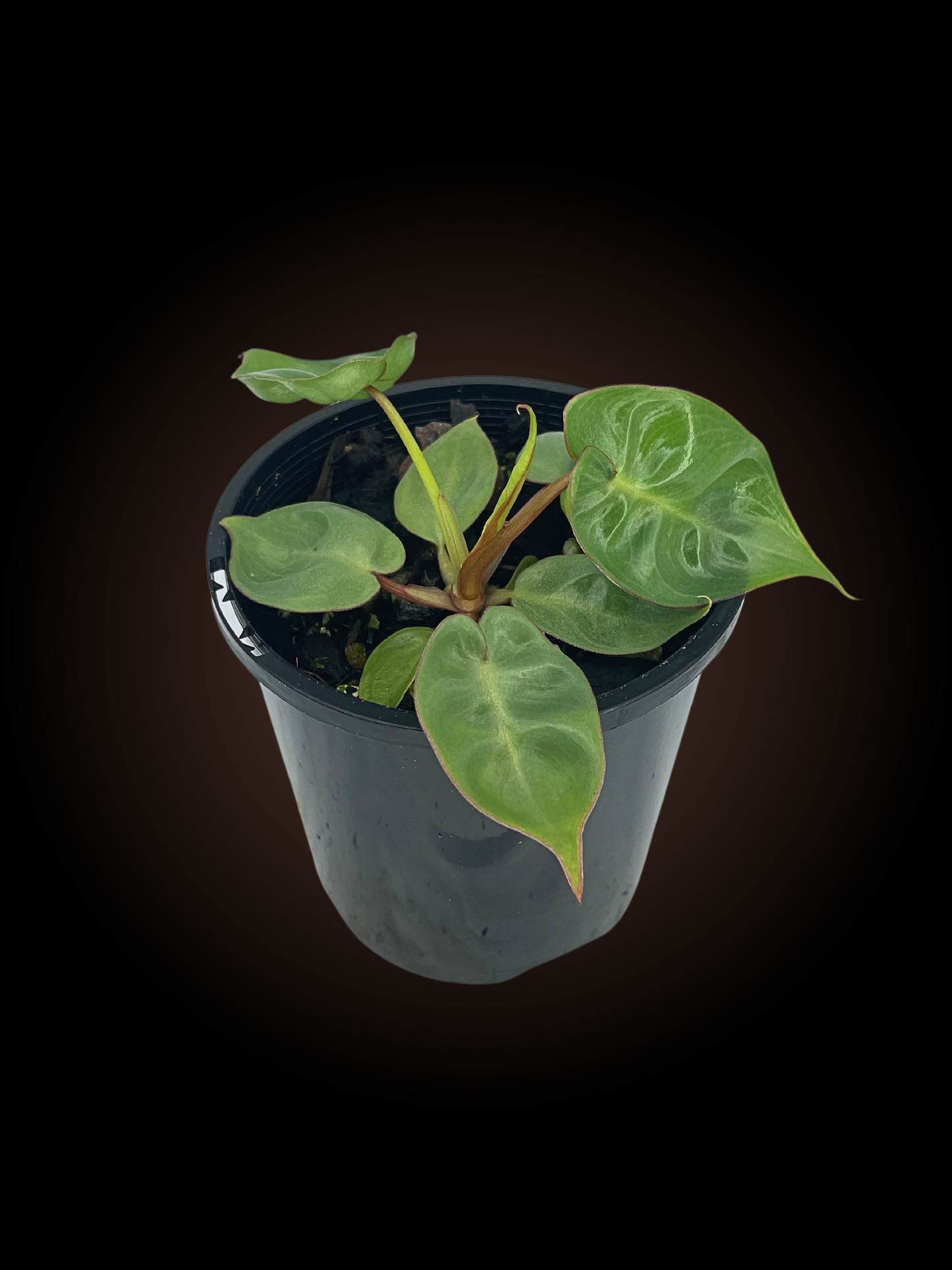 Philodendron Billietiae