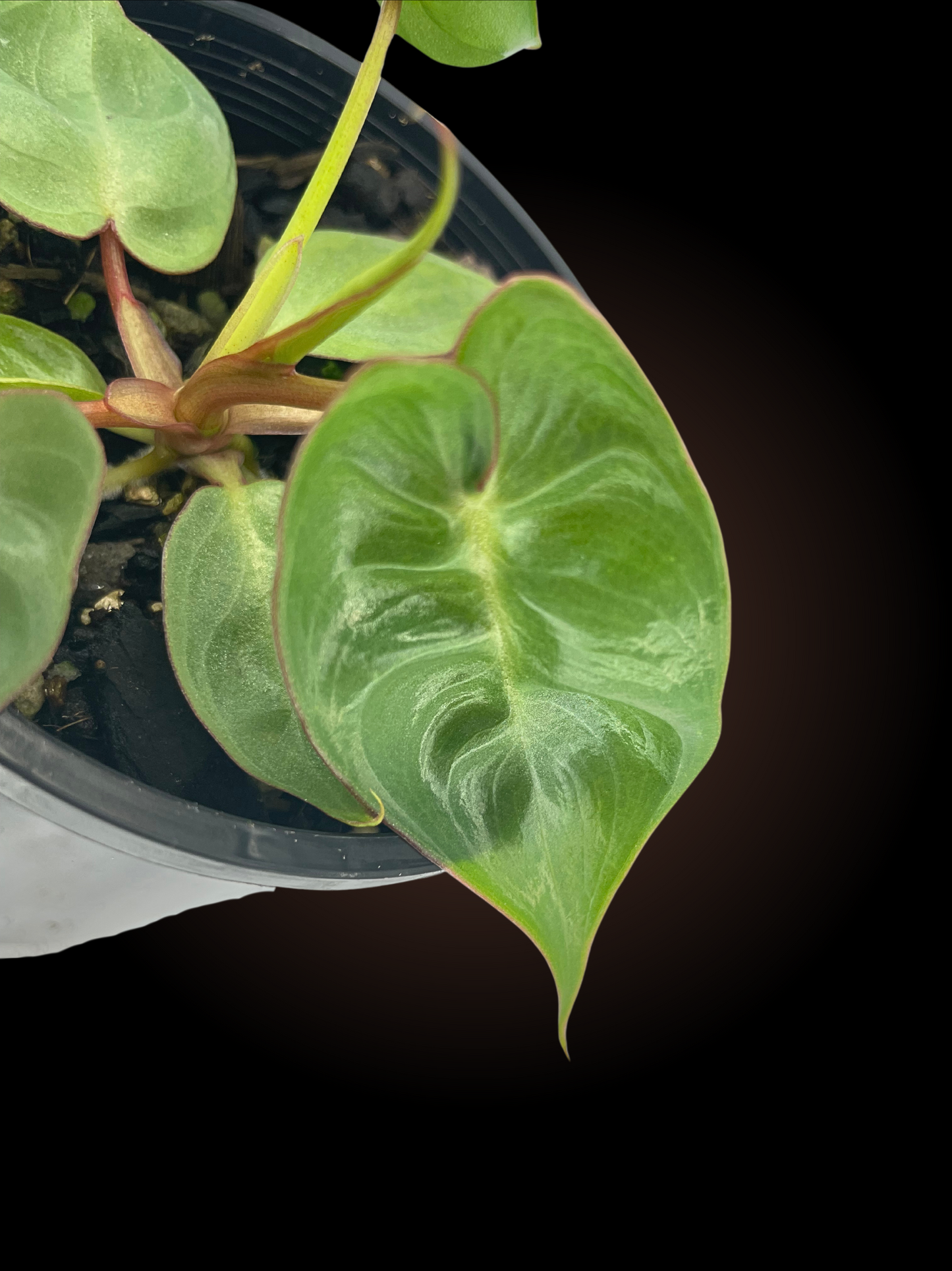 Philodendron Billietiae