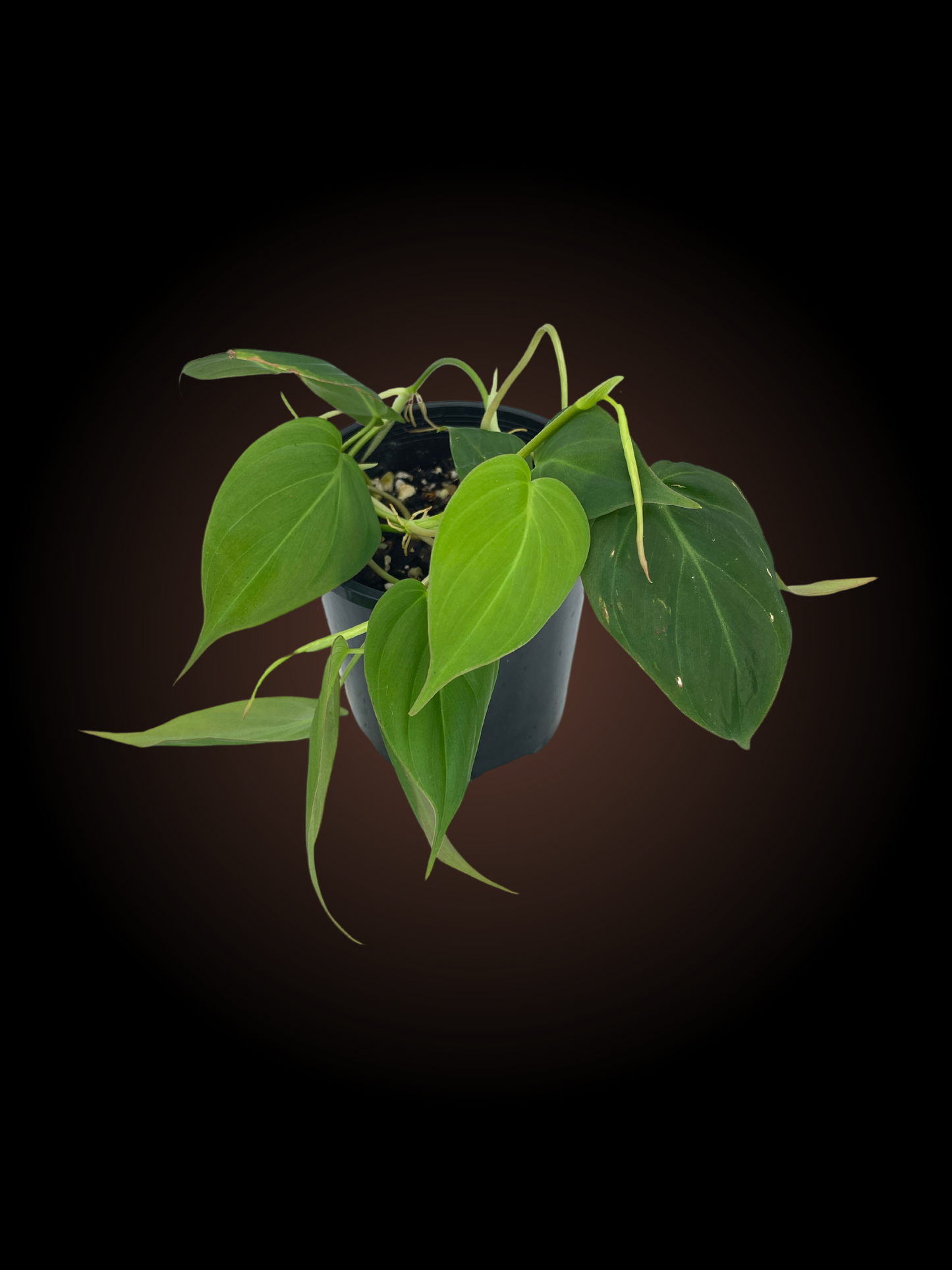 Philodendron Micans
