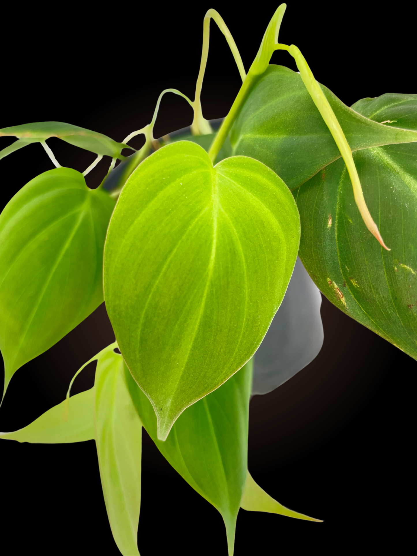 Philodendron Micans