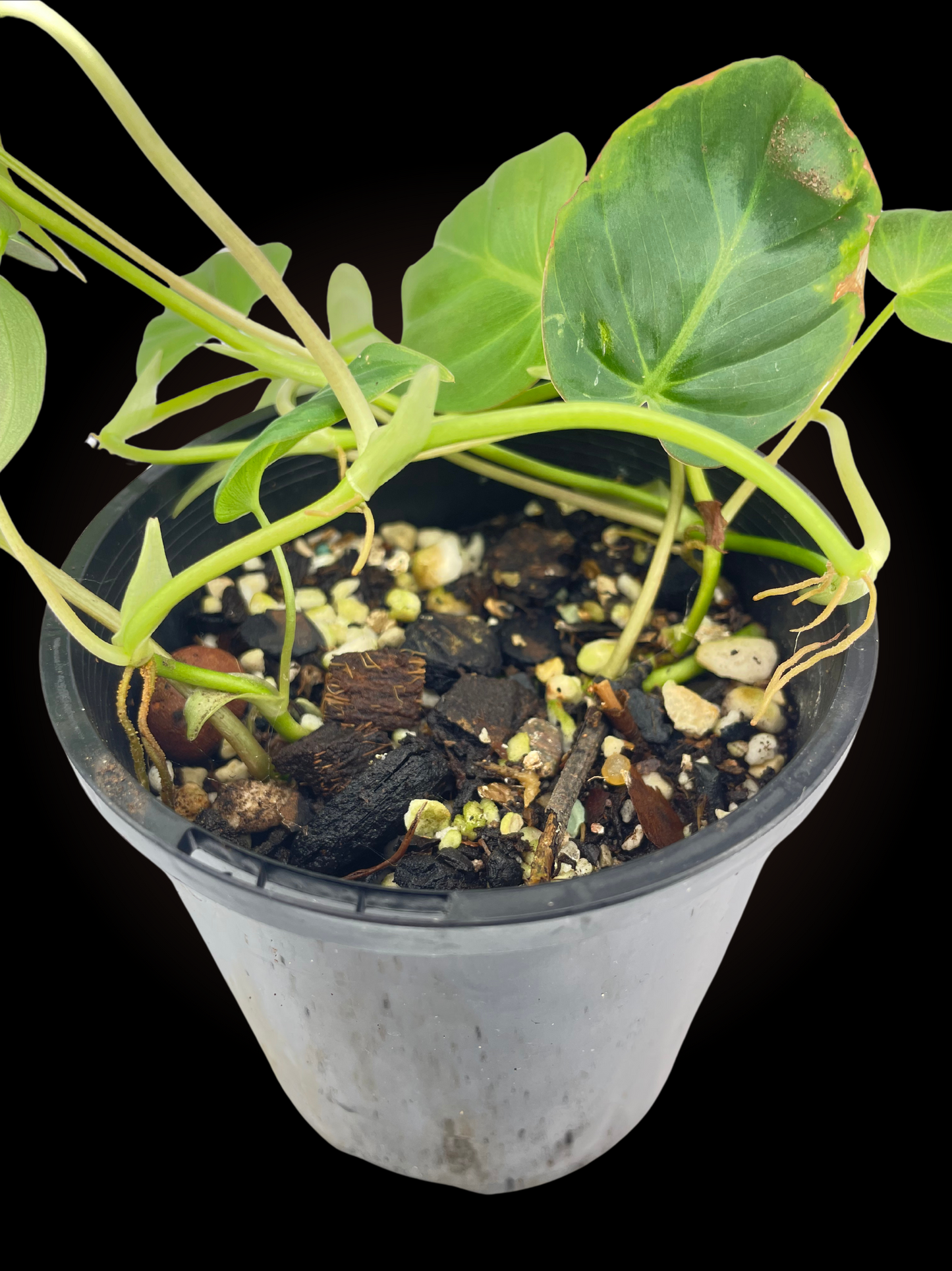 Philodendron Micans