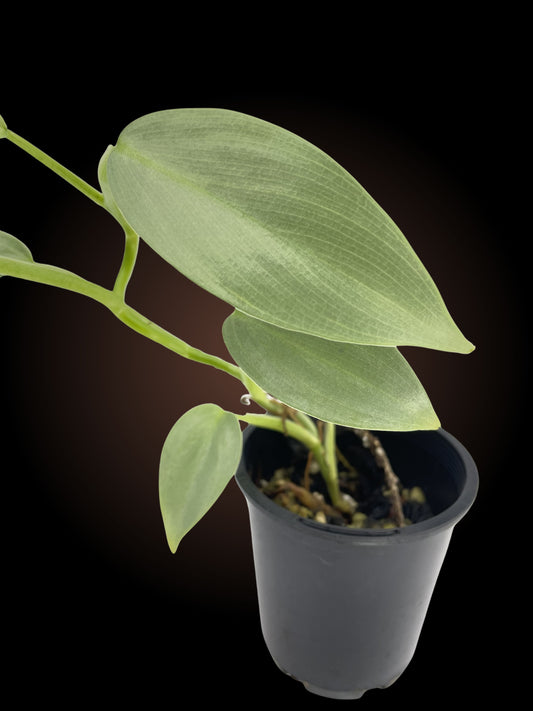 Philodendron Silver Sword Non-TC