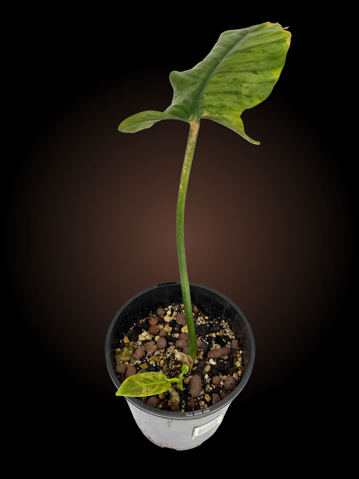 Philodendron Subhastatum Variegated