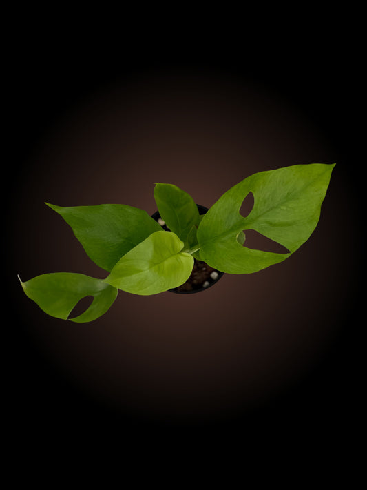 Rhaphidophora Tetrasperma 'Mini Monstera'