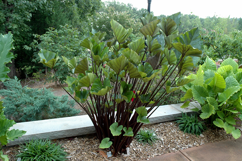 Colocasia Esculenta 'Tea Cup'