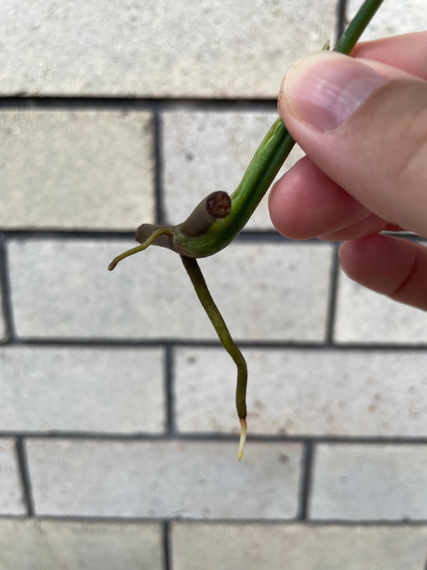 Syngonium Red Spot Tricolour cutting