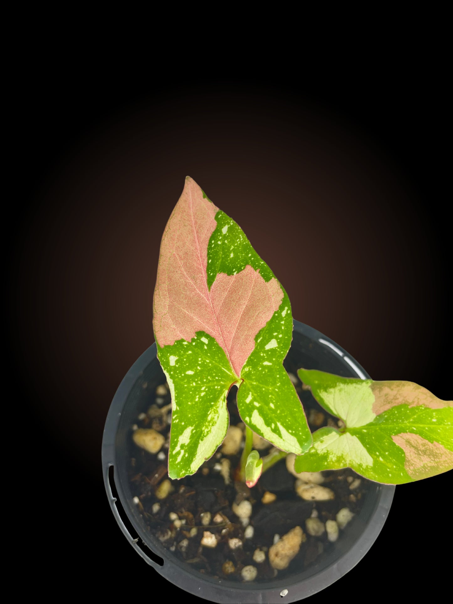 Non-TC Syngonium Red Spot Tricolour