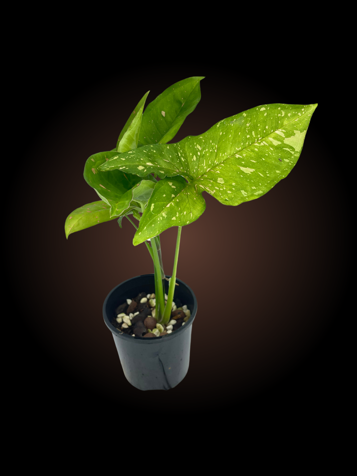 Syngonium Pink Splash
