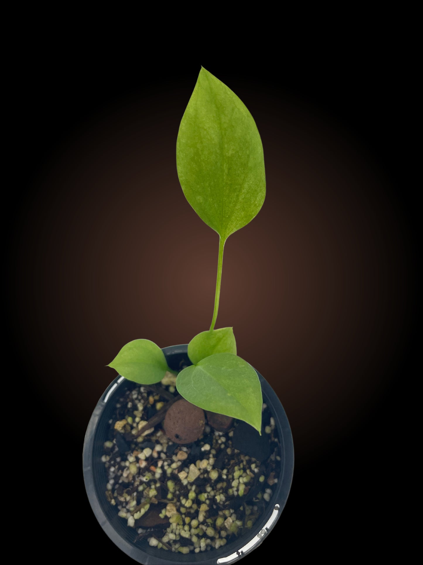 Seed Grown Anthurium Vittarifolium