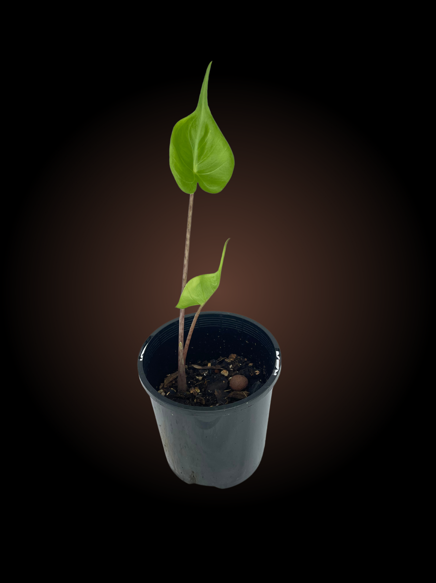 Alocasia Stingray