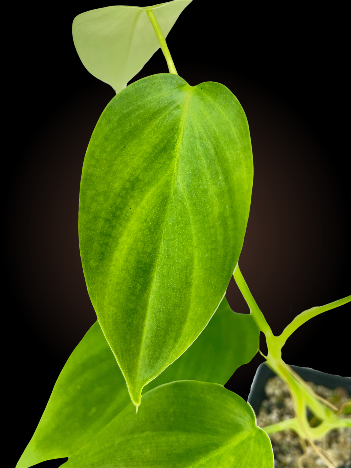 Philodendron Equatorial Flat Leaf