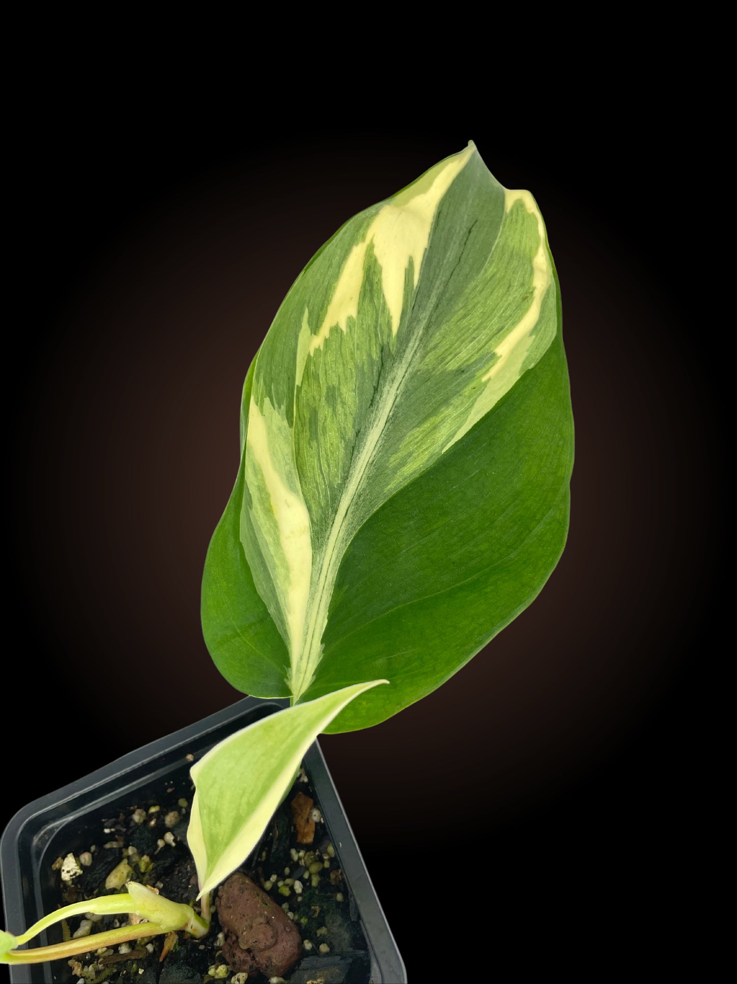 Non-TC Philodendron Rio