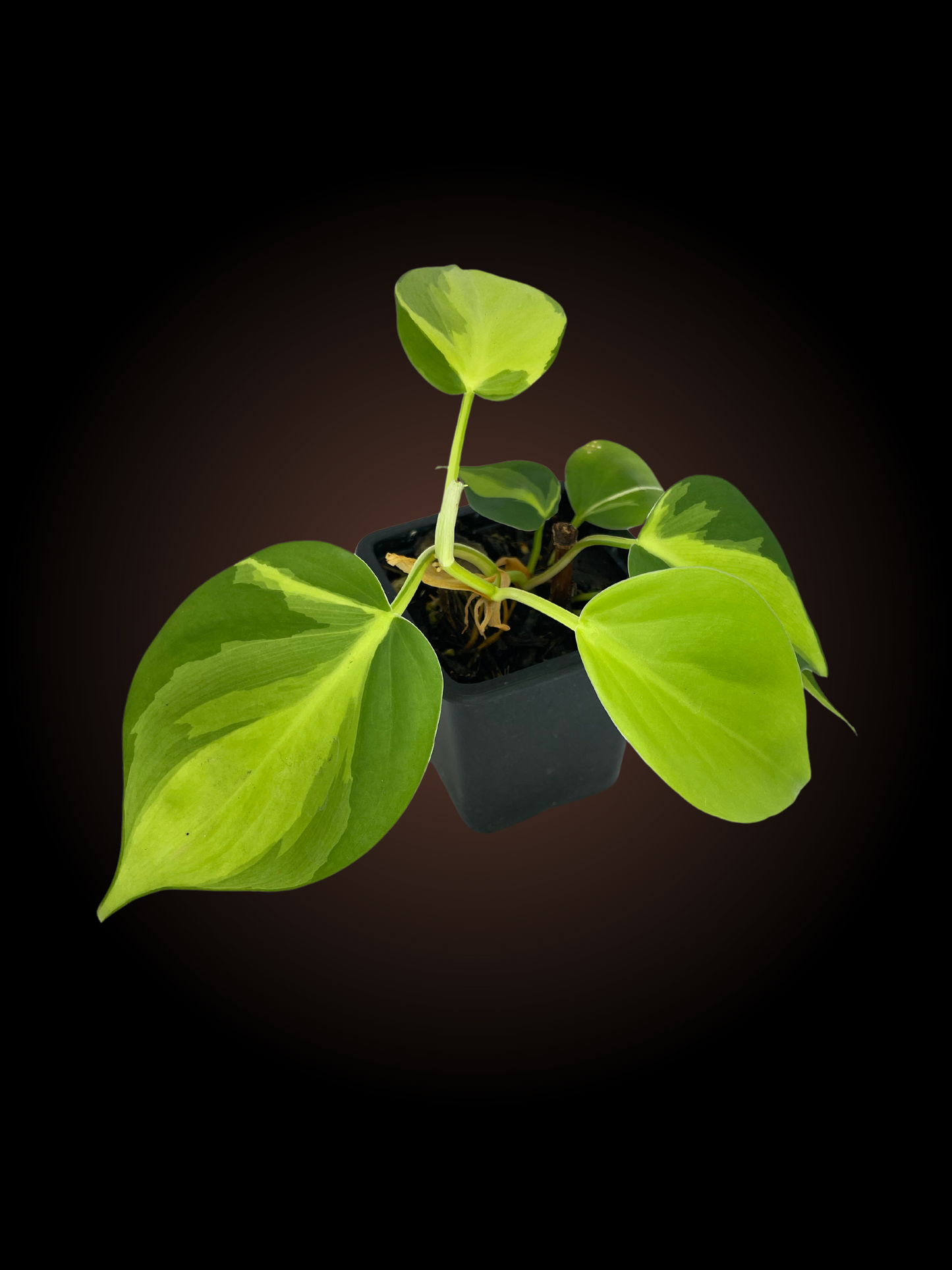 Philodendron Brasil