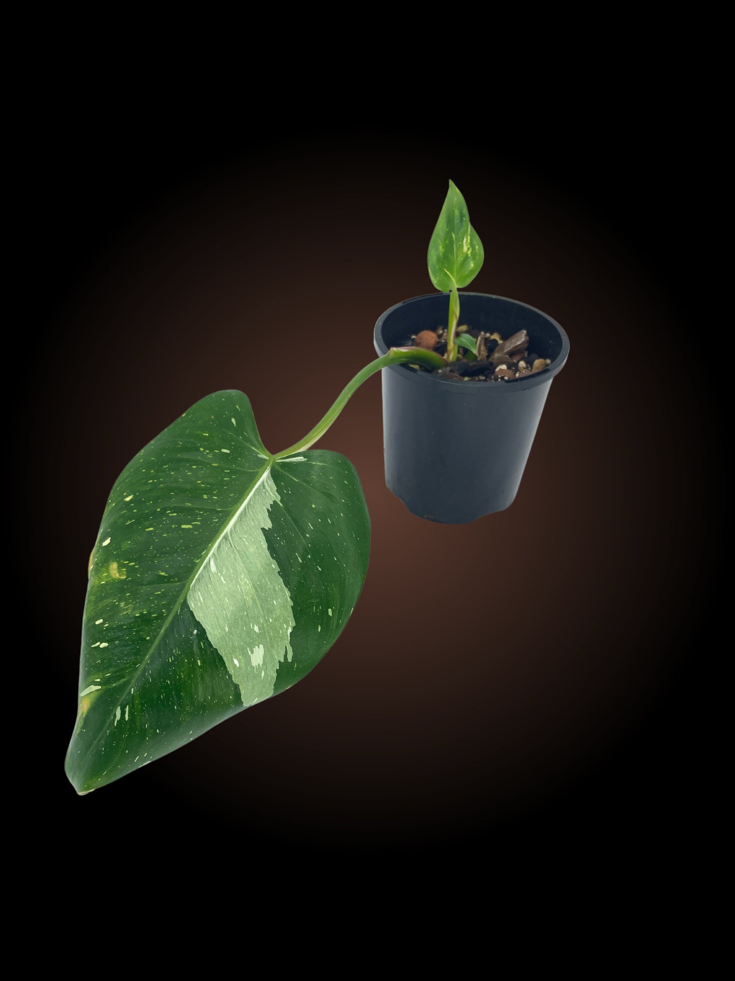 Philodendron White Princess