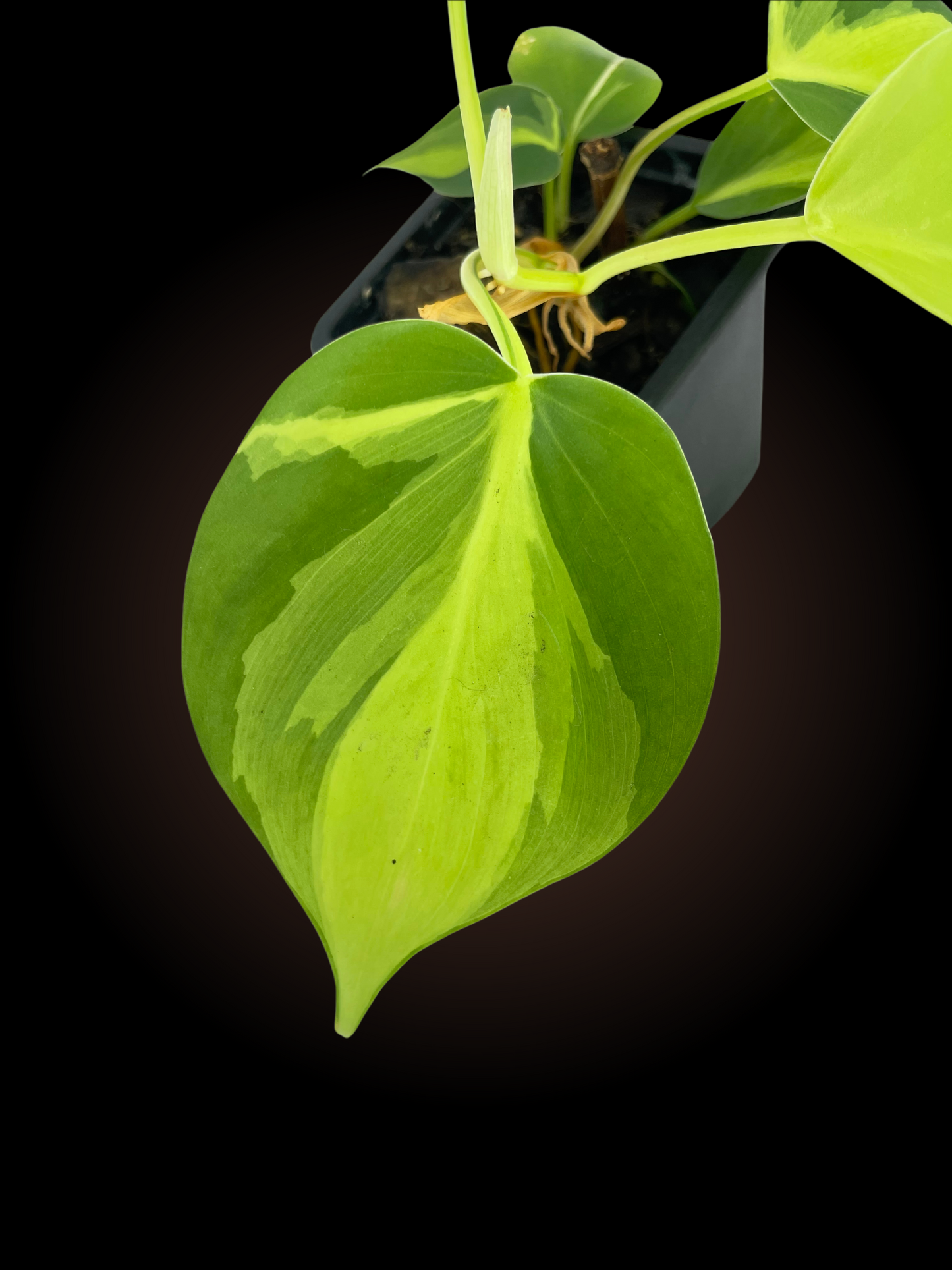 Philodendron Brasil