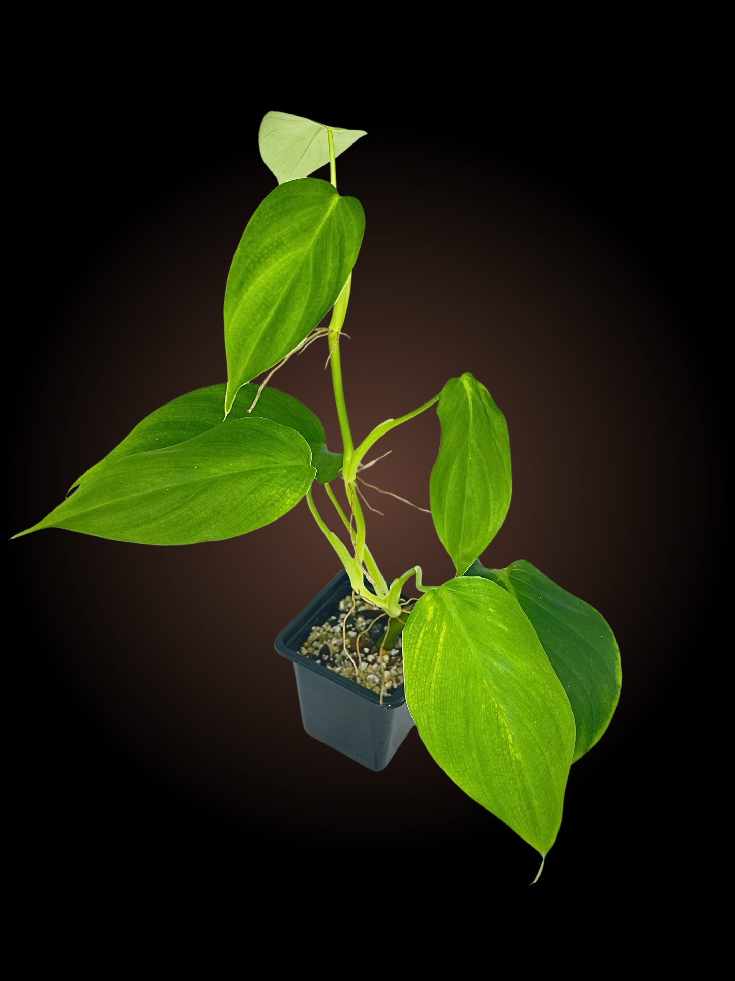 Philodendron Equatorial Flat Leaf