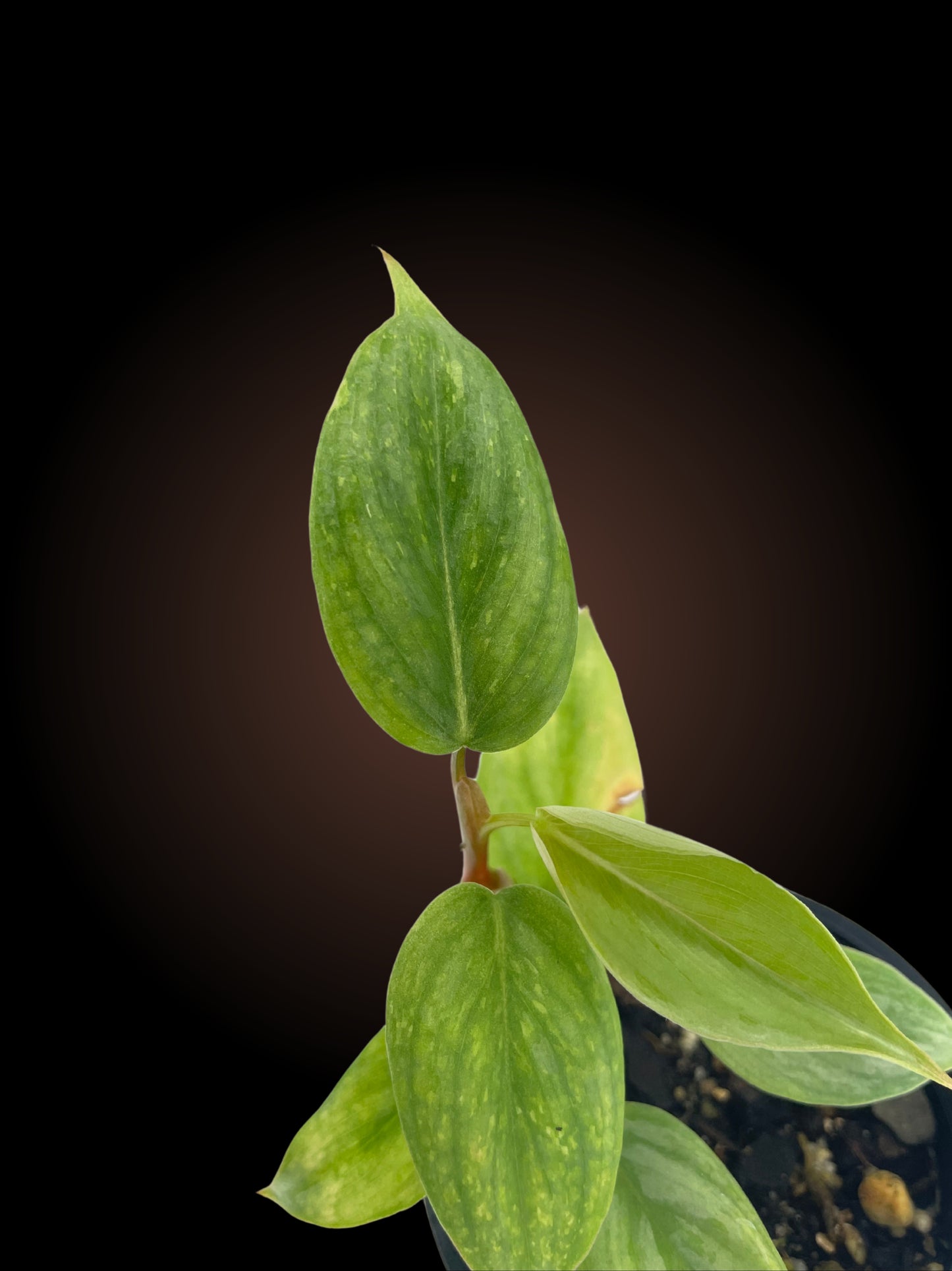 Philodendron Sodiroi