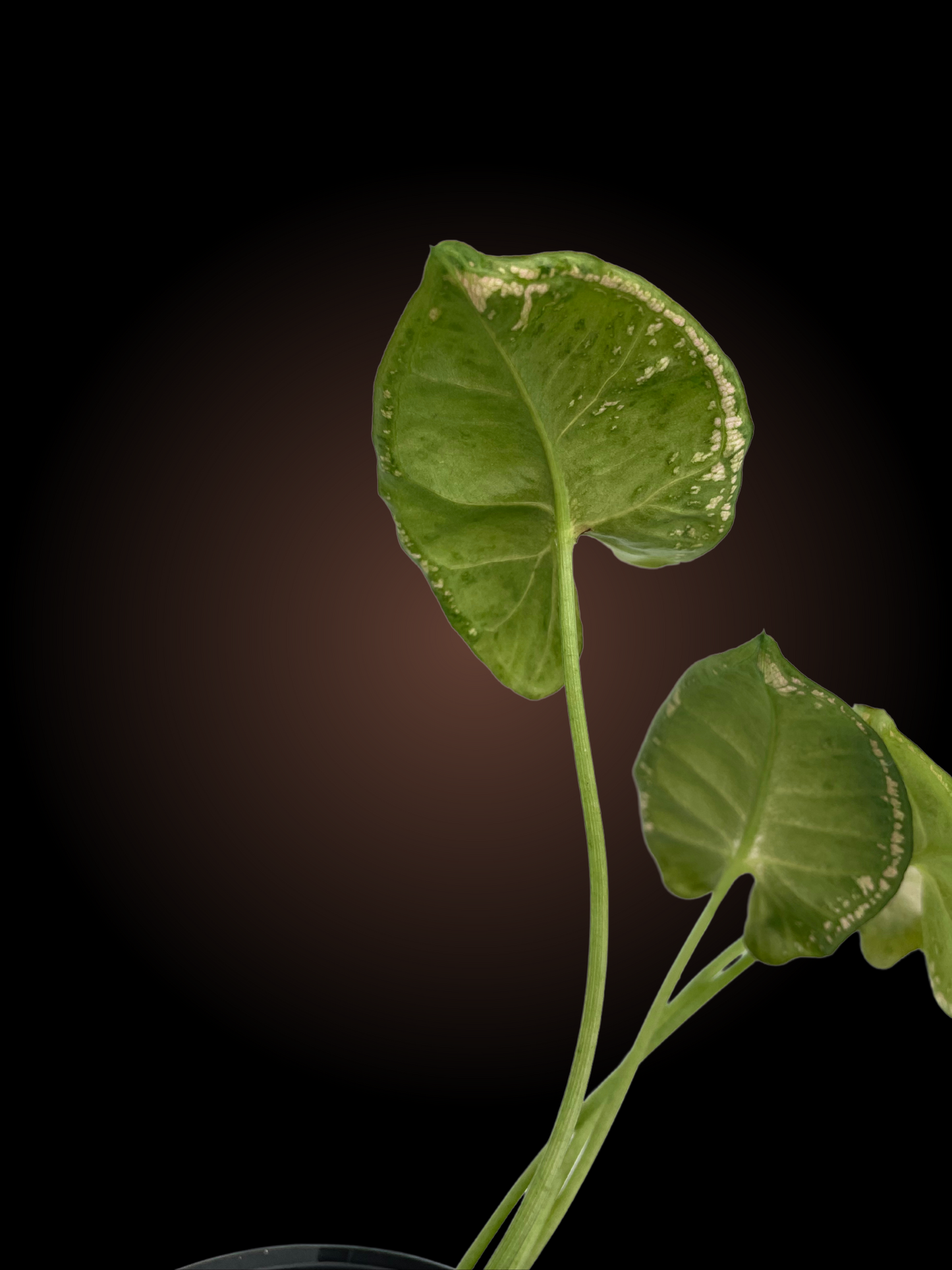Syngonium Mosaic