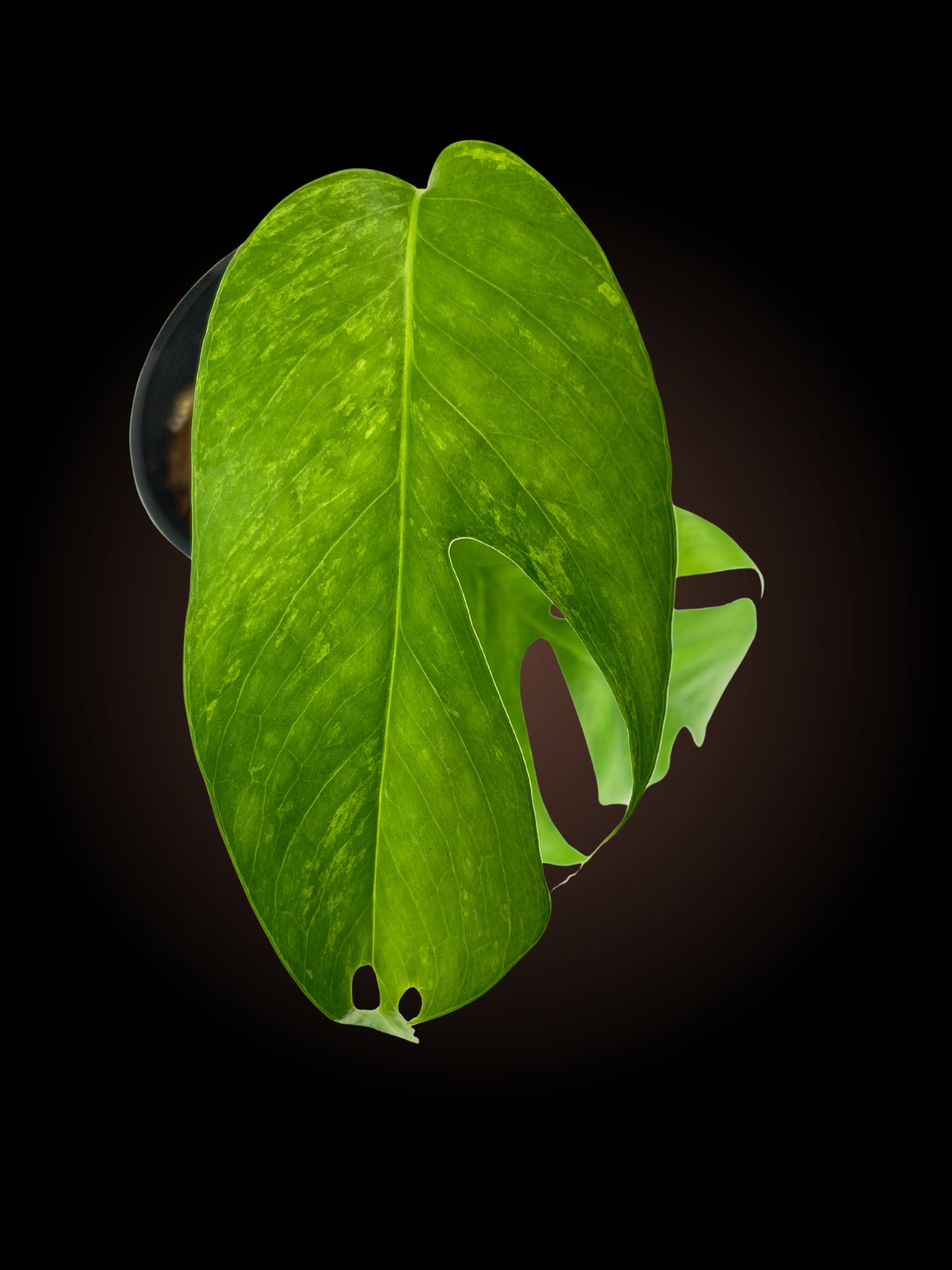 Epipremnum Pinnatum 'Mint'