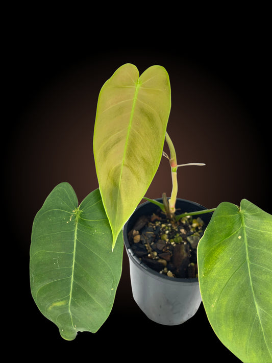 Non-TC Philodendron Sharoniae