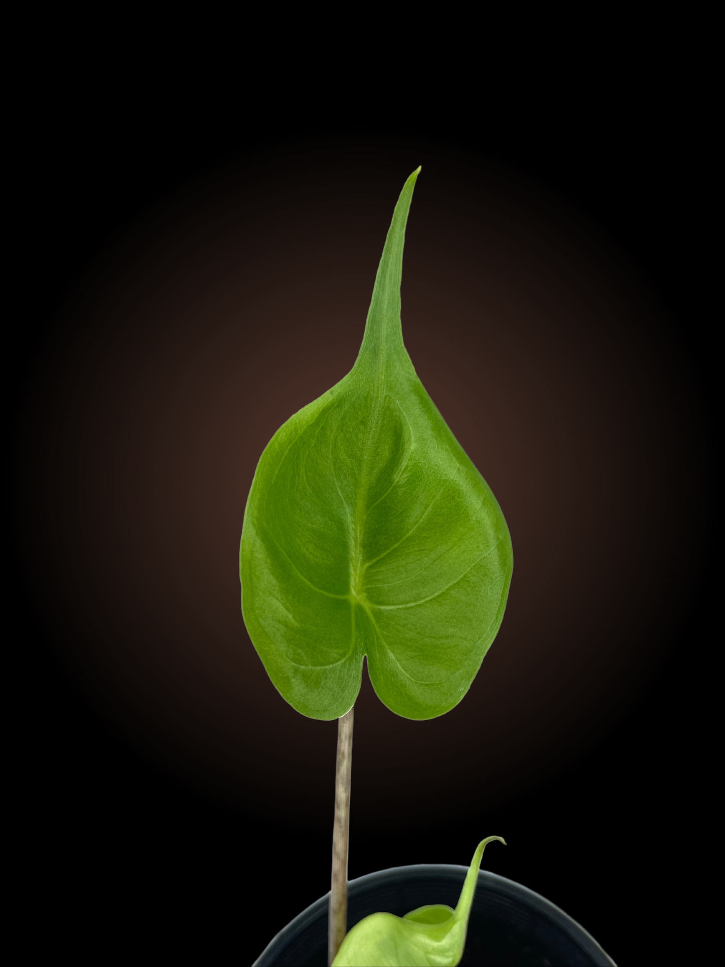 Alocasia Stingray