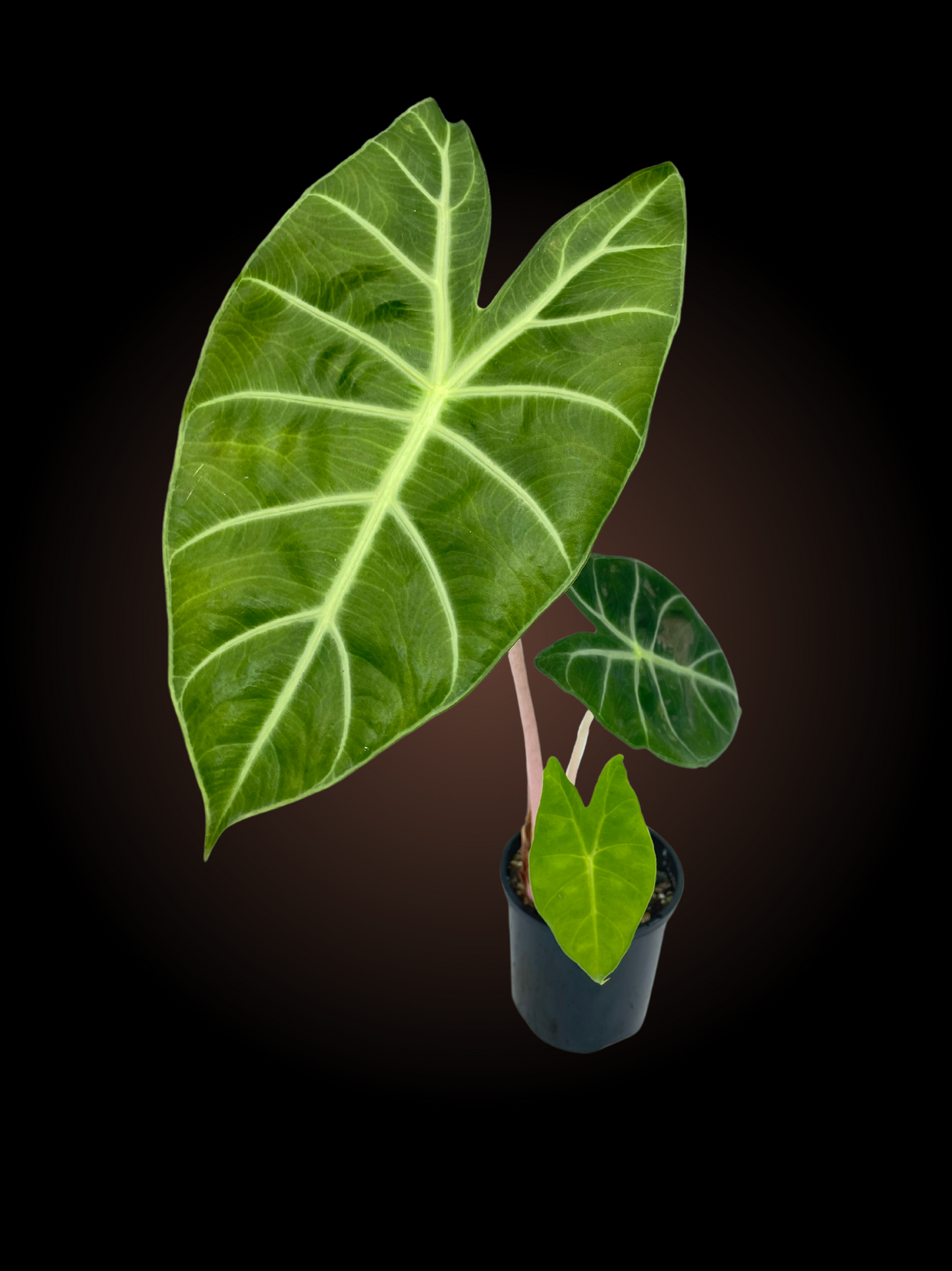 Alocasia Pink Dragon