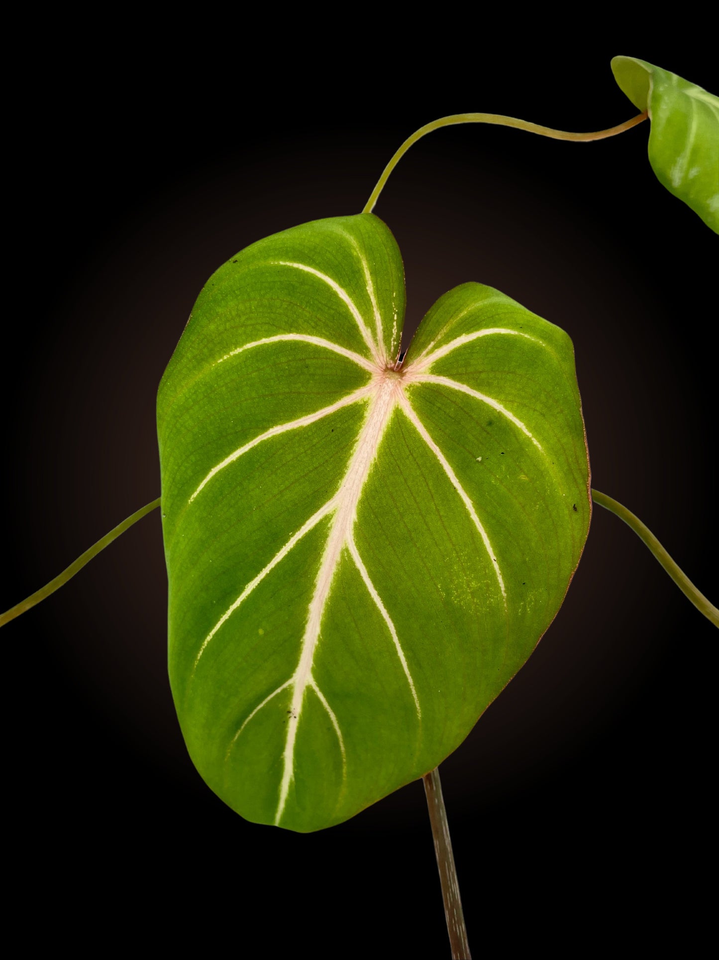 Philodendron Gloriosum White Vein
