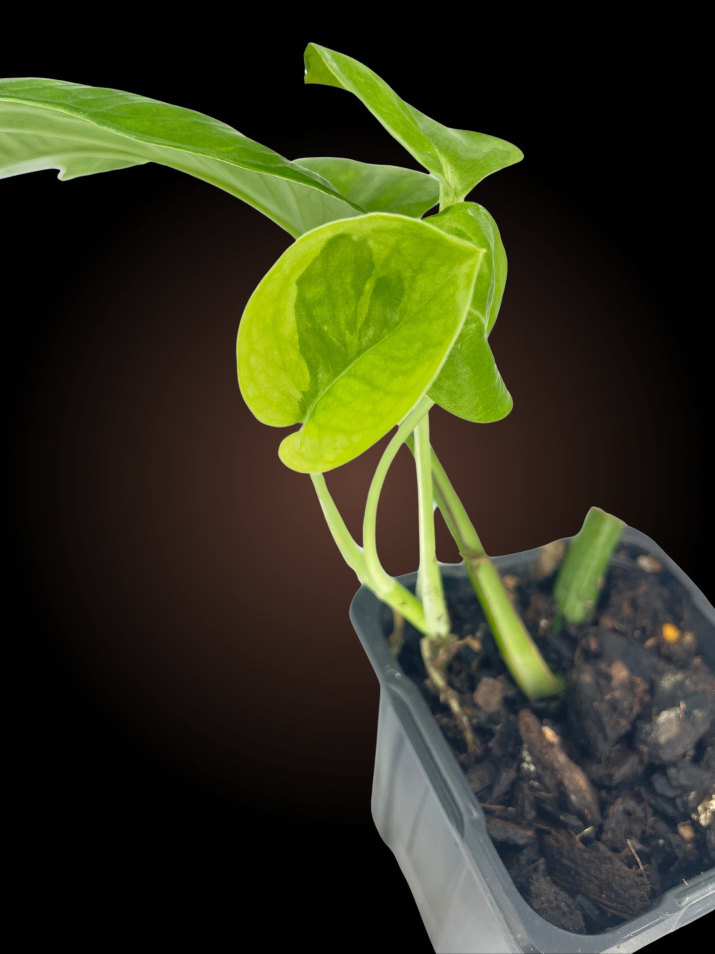 Epipremnum Aureum Emerald Pothos