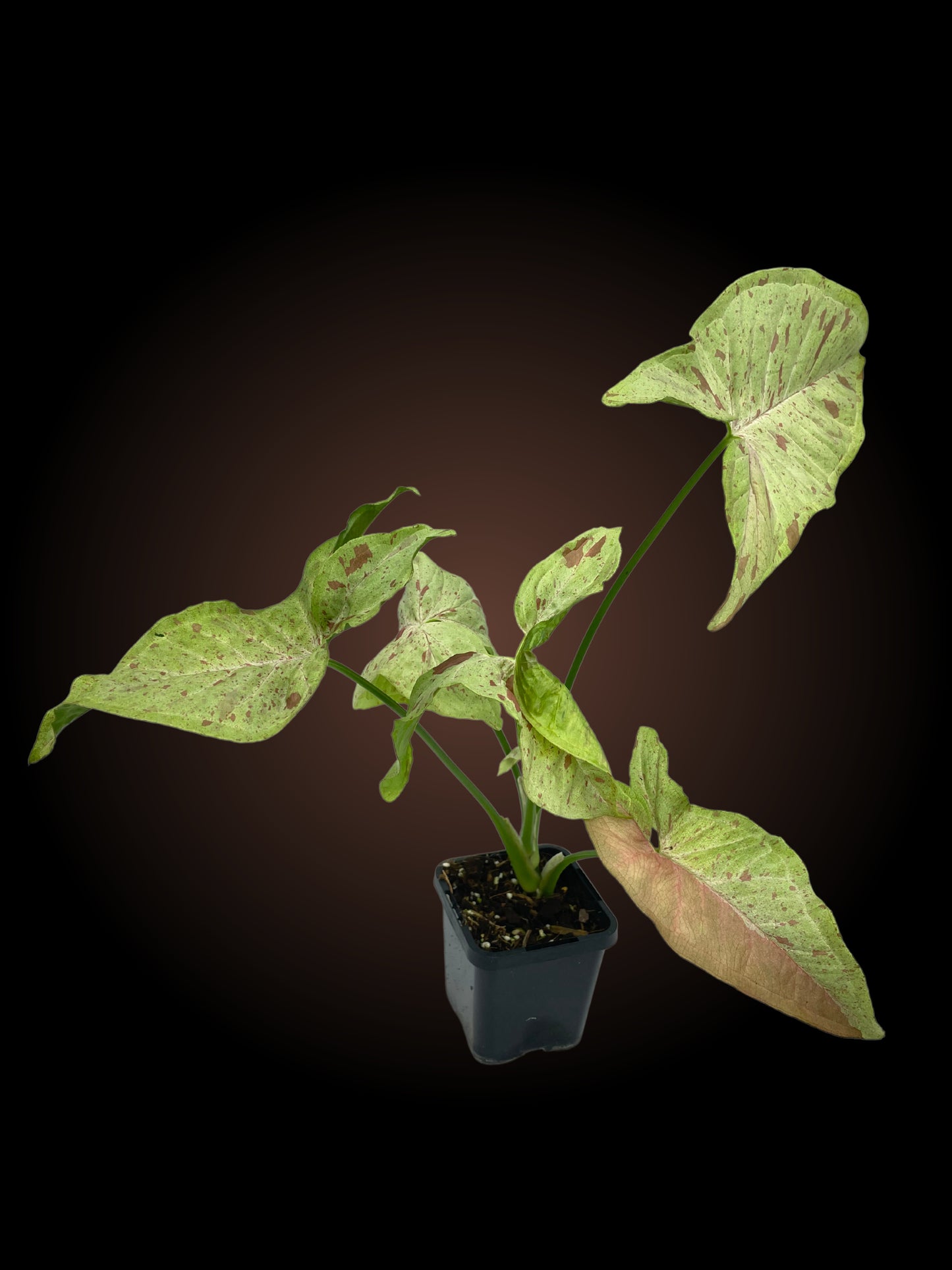 Syngonium Confetti