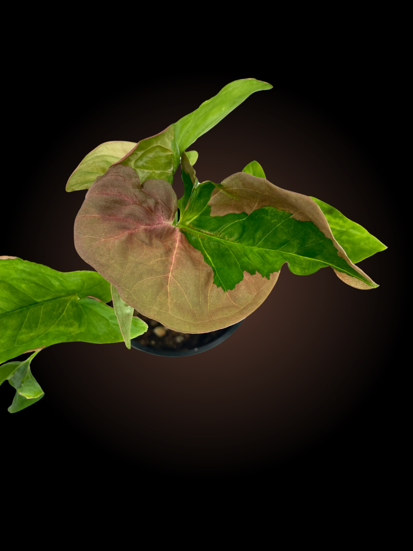 Syngonium Beauty