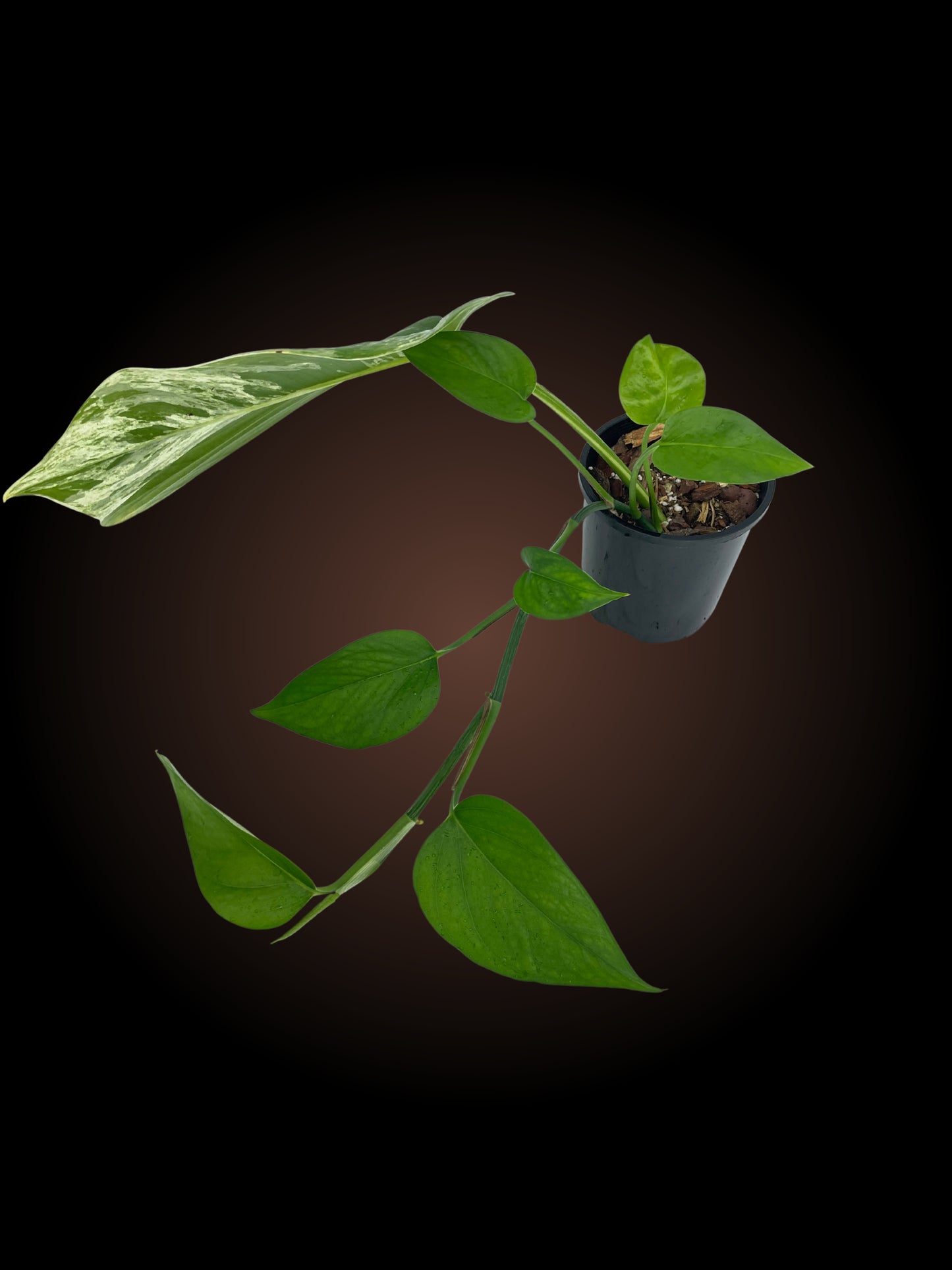 Epipremnum Pinnatum "Marble Queen" reverted