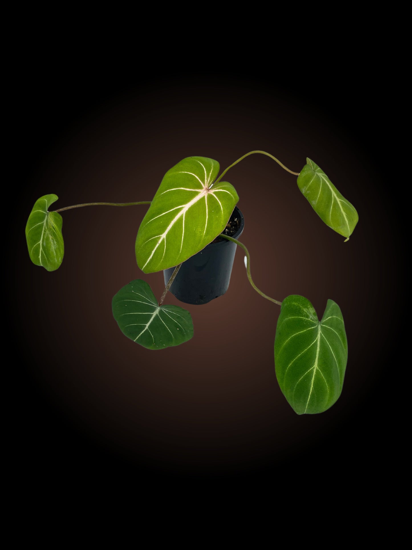 Philodendron Gloriosum White Vein