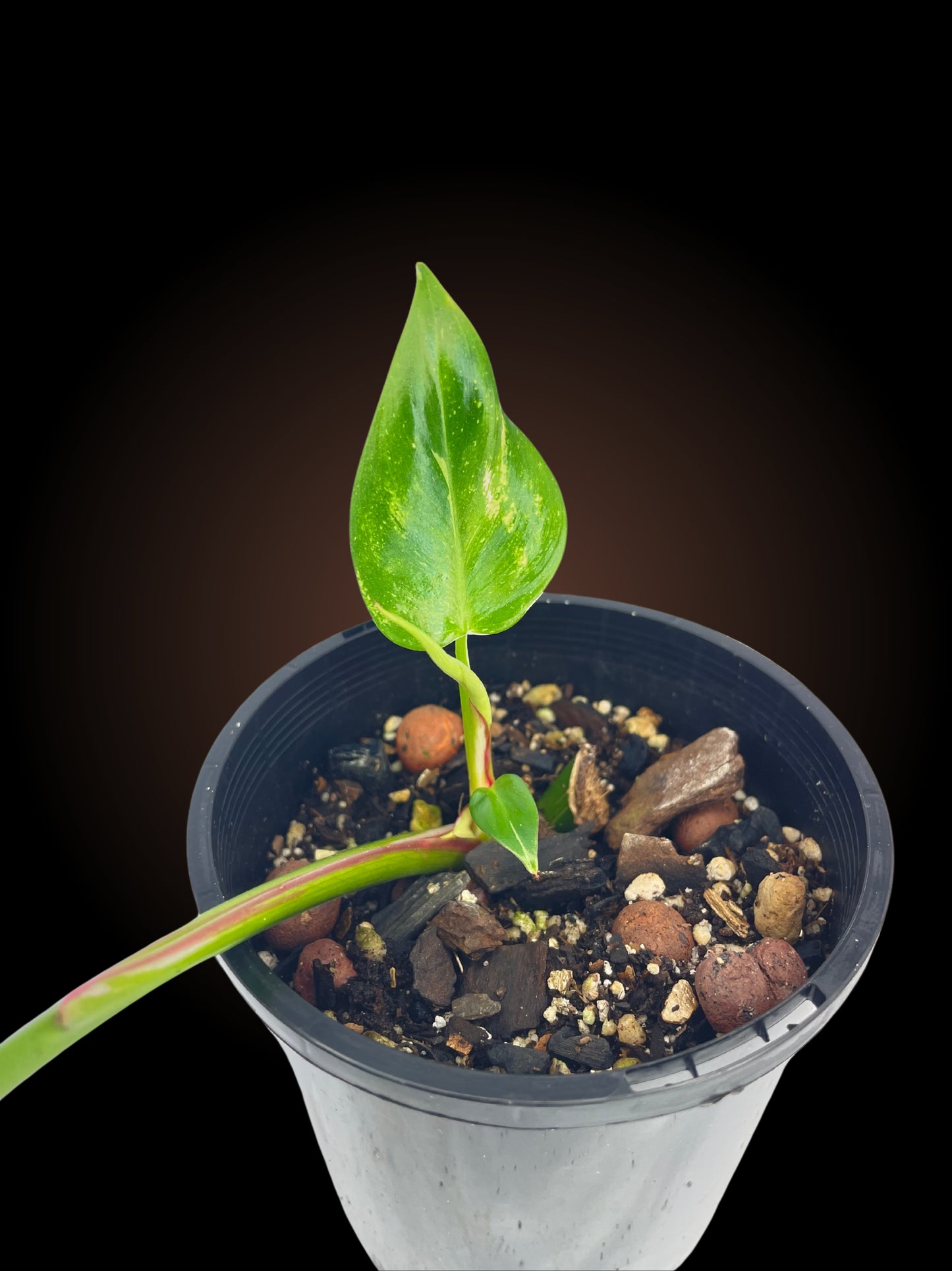Philodendron White Princess