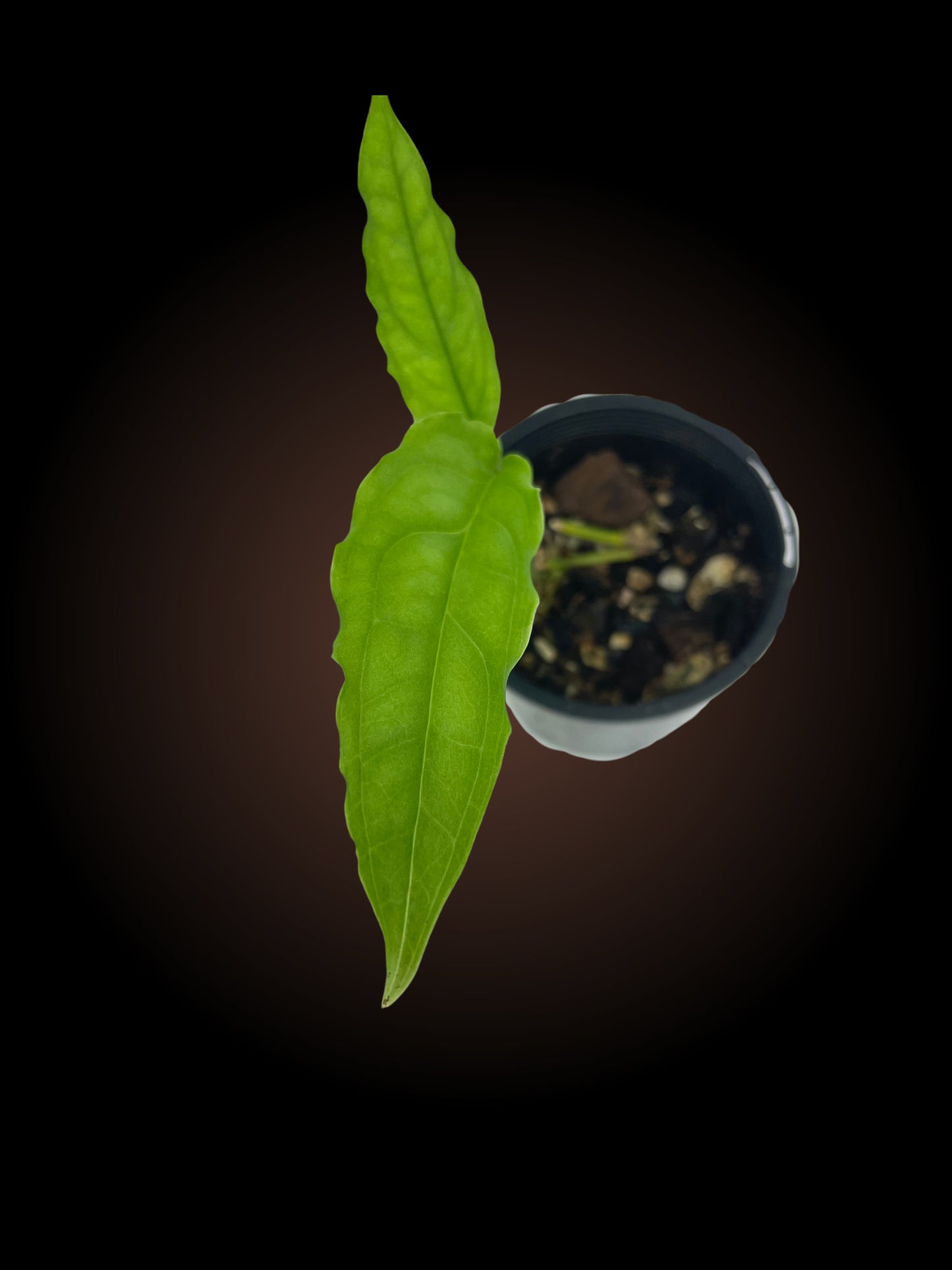 Monstera Obliqua Tiwintza Narrow