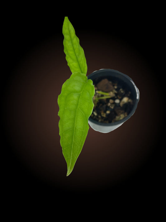 Monstera Obliqua Tiwintza Narrow