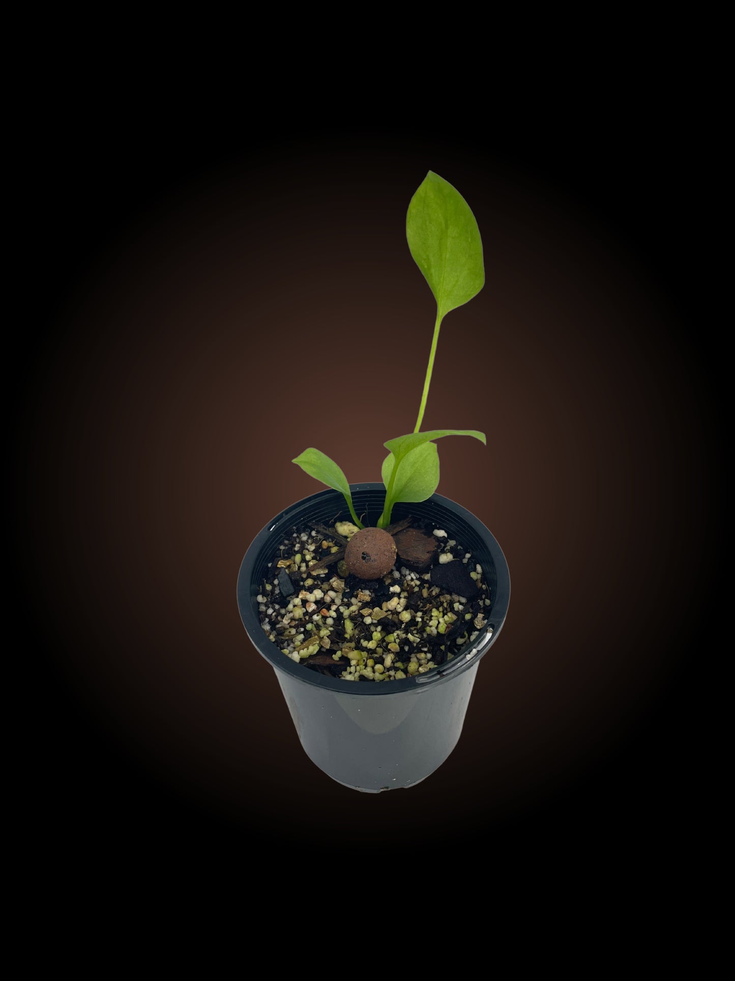 Seed Grown Anthurium Vittarifolium