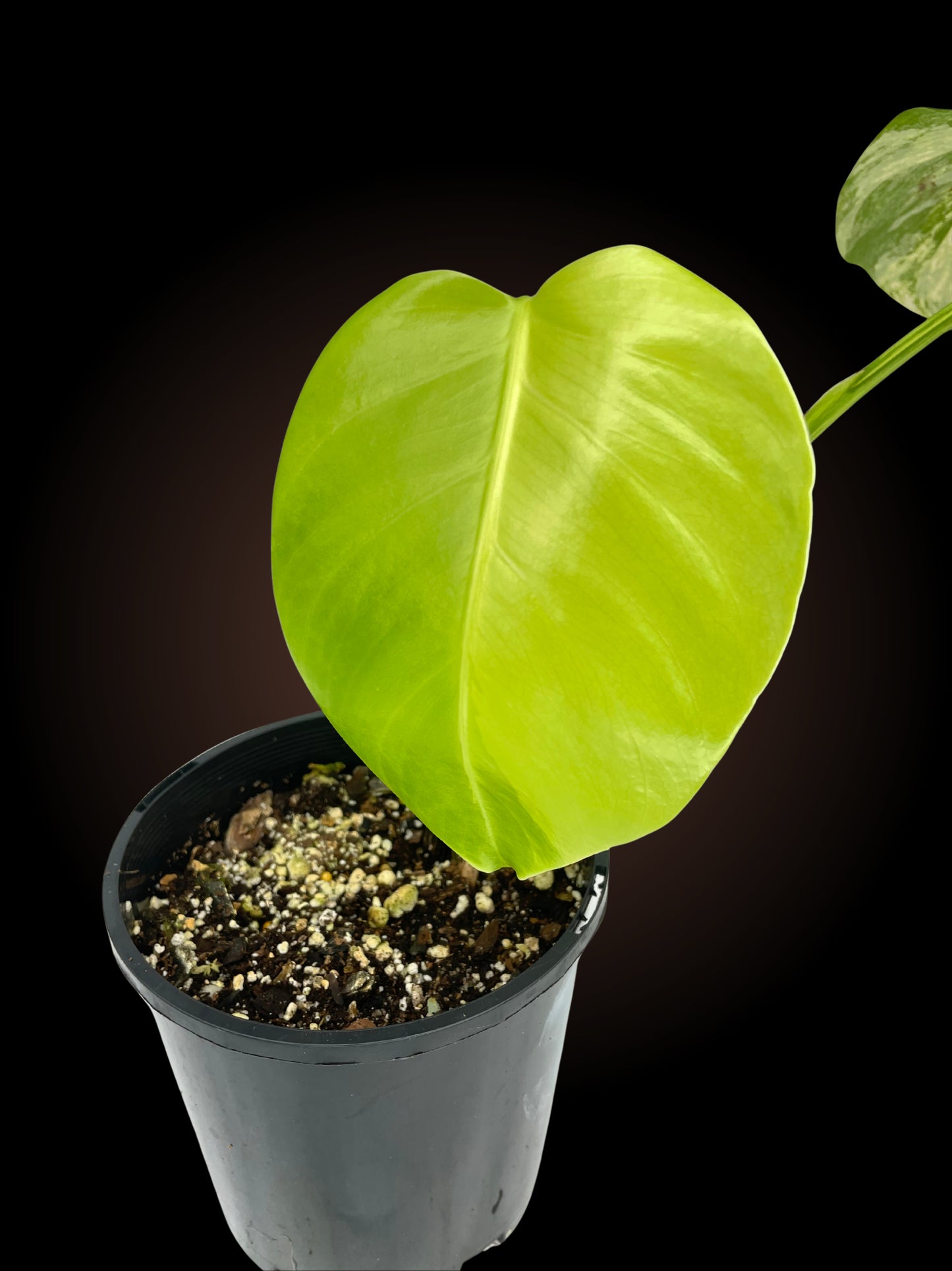 Monstera Borsigiana Aurea 1