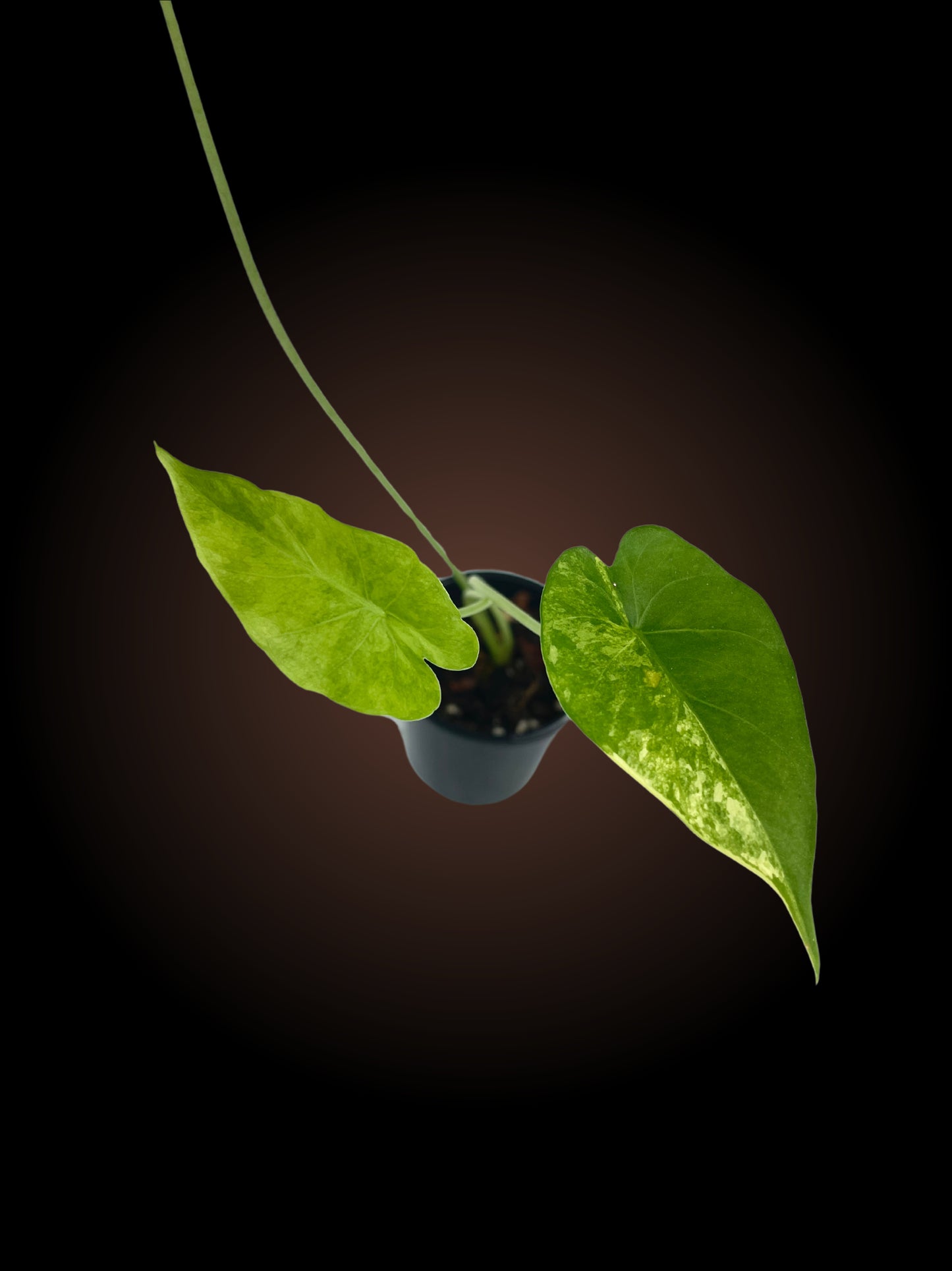 Alocasia Gageana Aurea