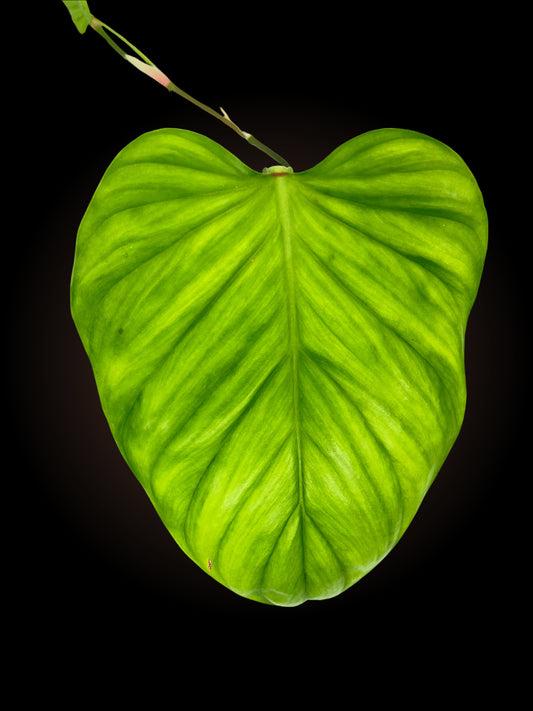 Philodendron Ernestii