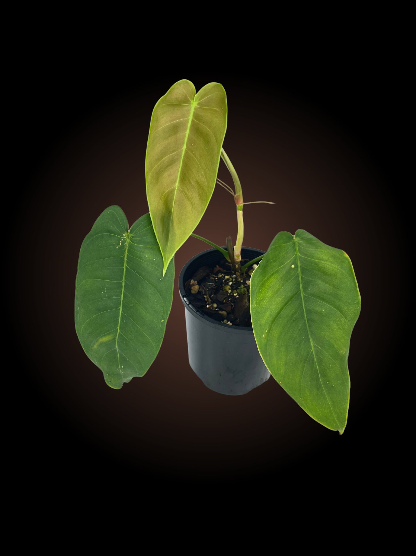 Non-TC Philodendron Sharoniae