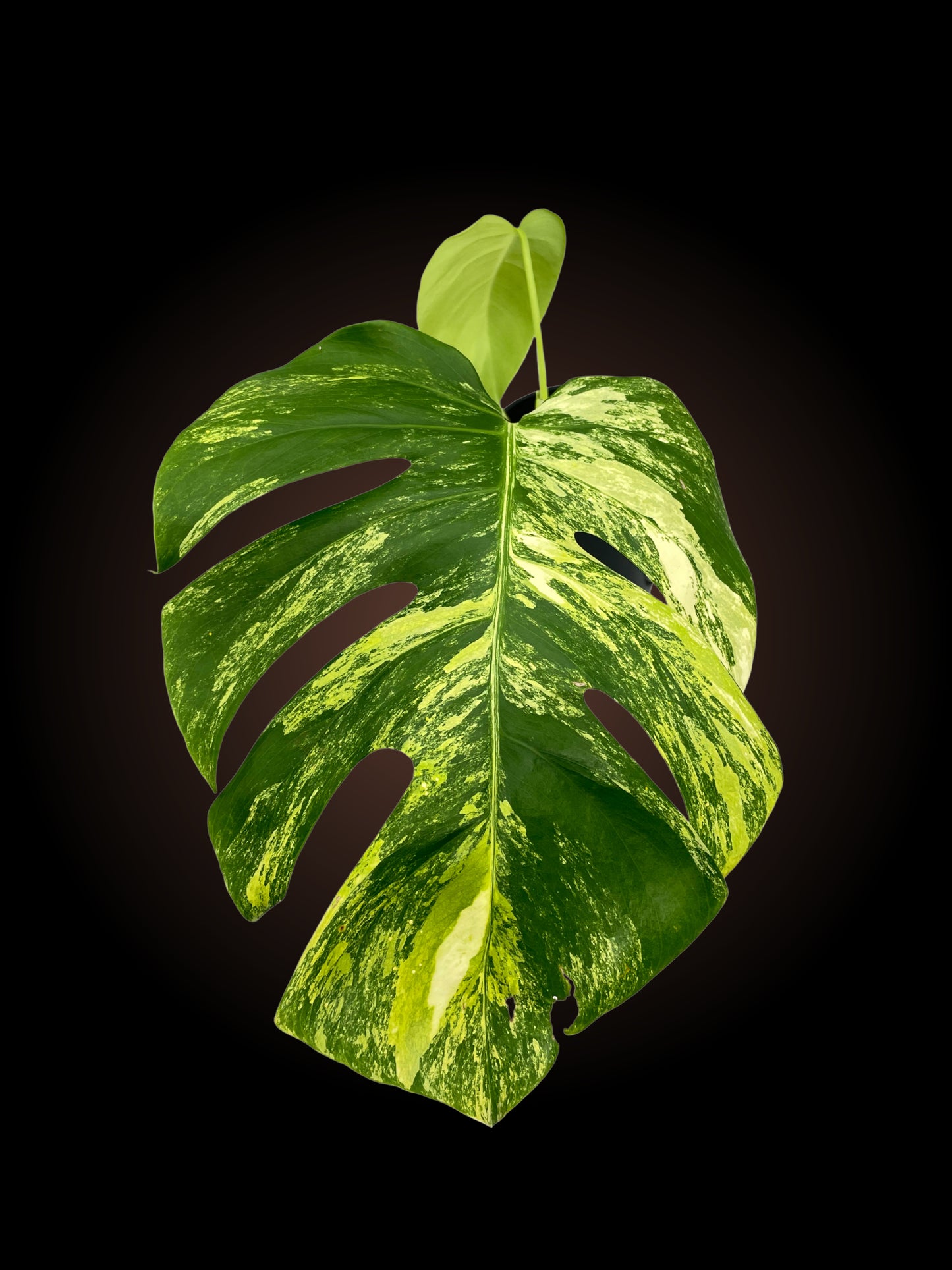 Monstera Borsigiana Aurea 1