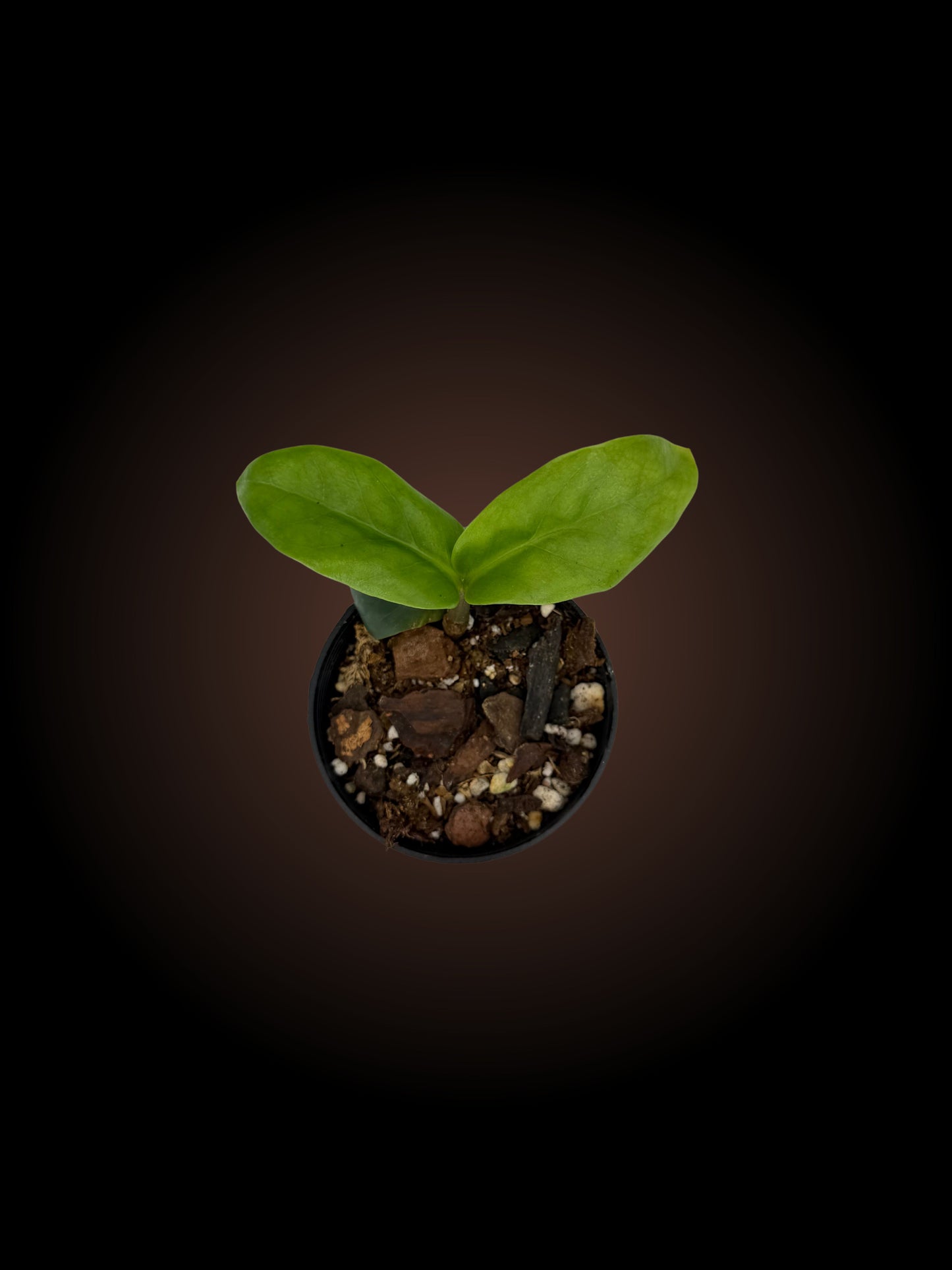 Zamioculcas Zamiifolia