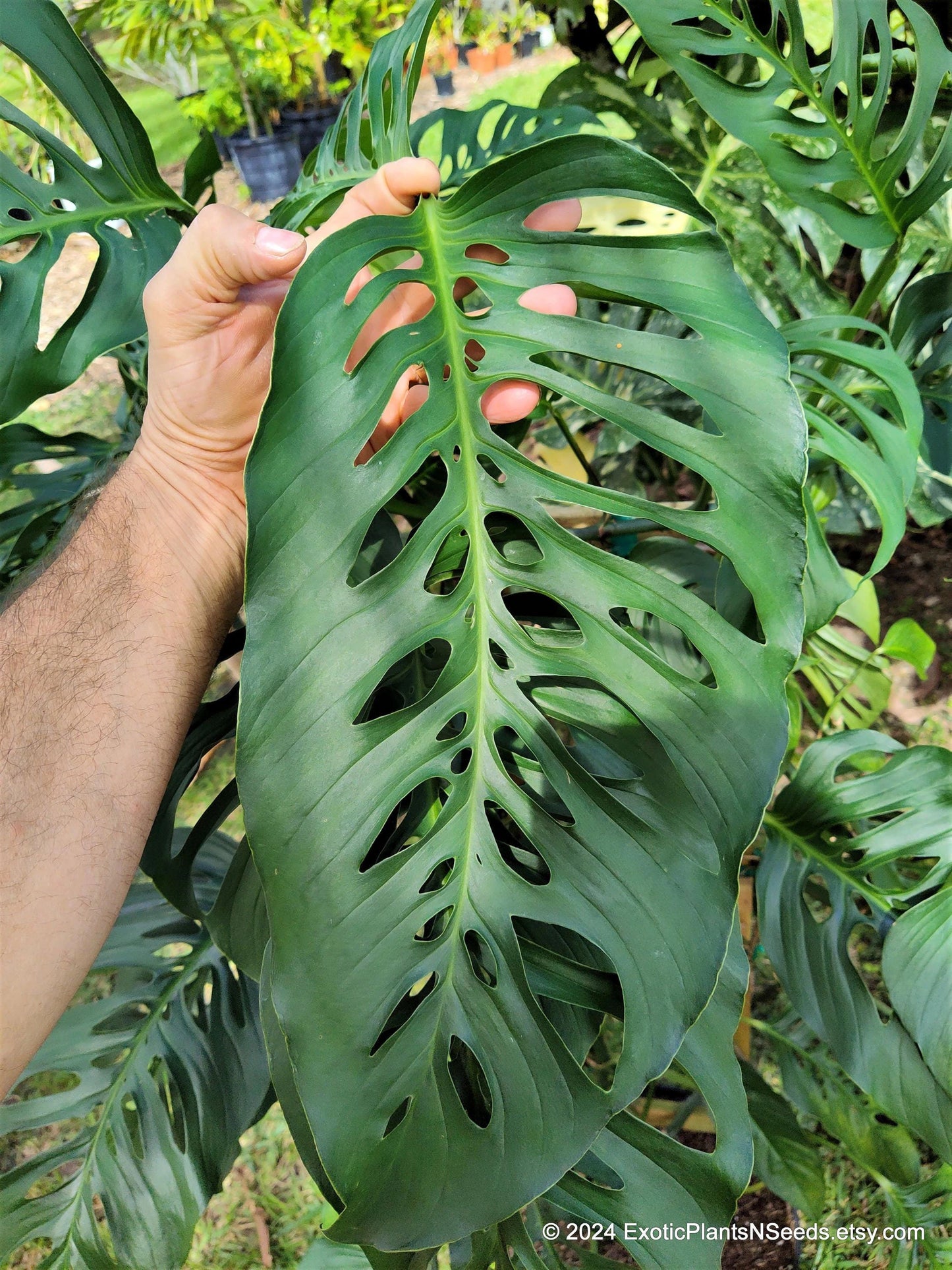 Monstera Adansonii 'Swiss Cheese'