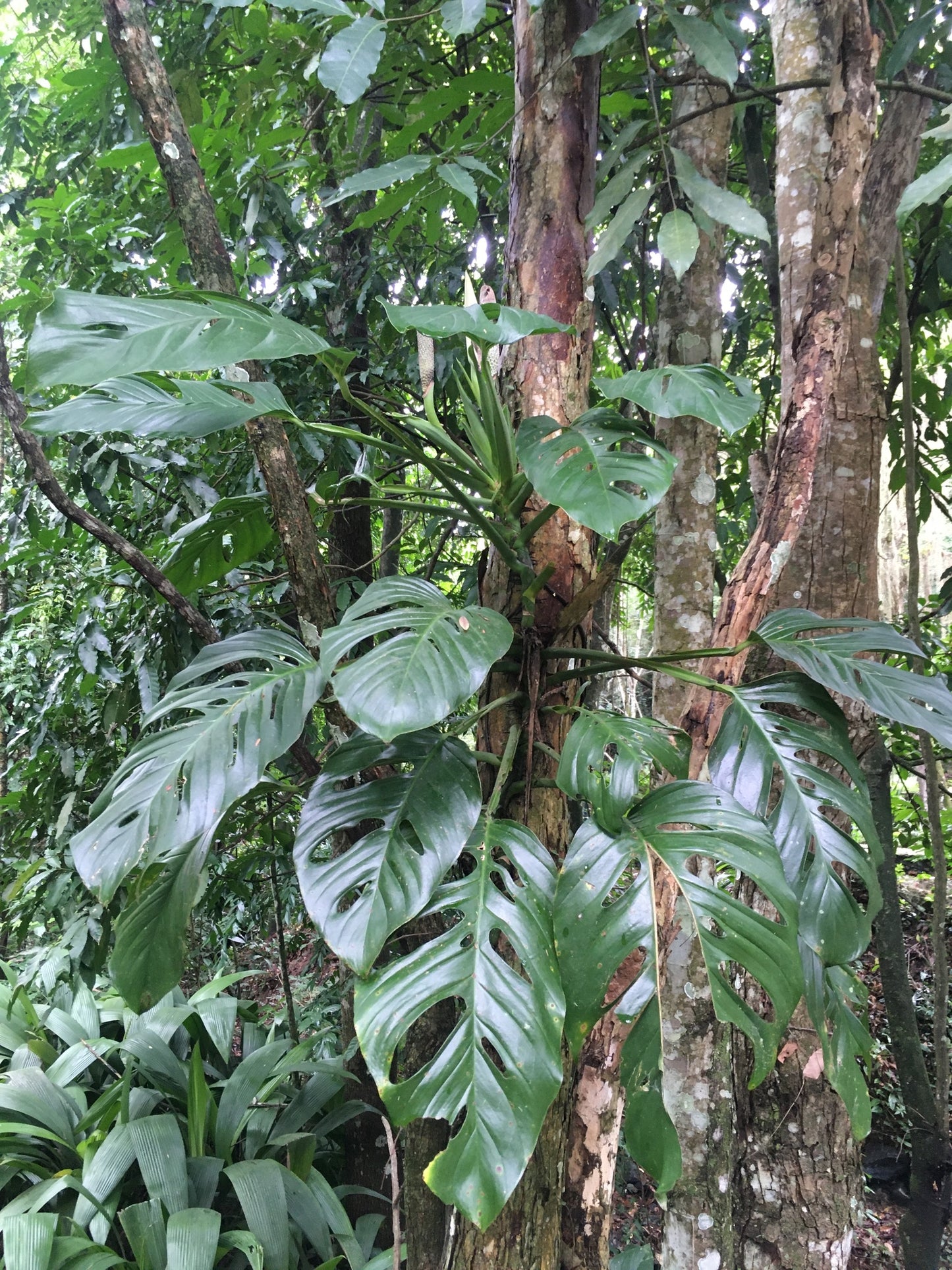 Monstera Adansonii 'Klotzschiana'