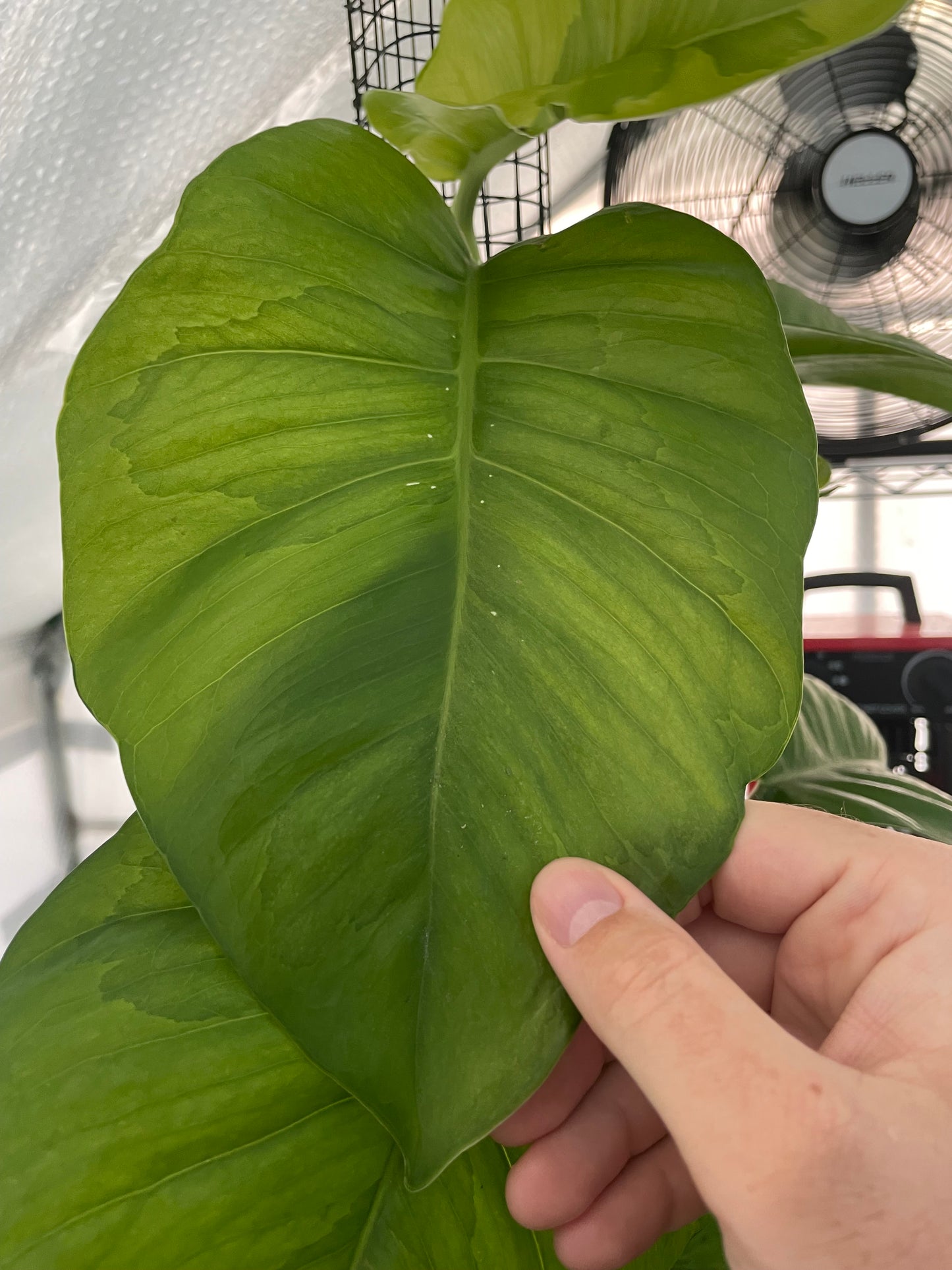 Epipremnum Aureum Emerald Queen