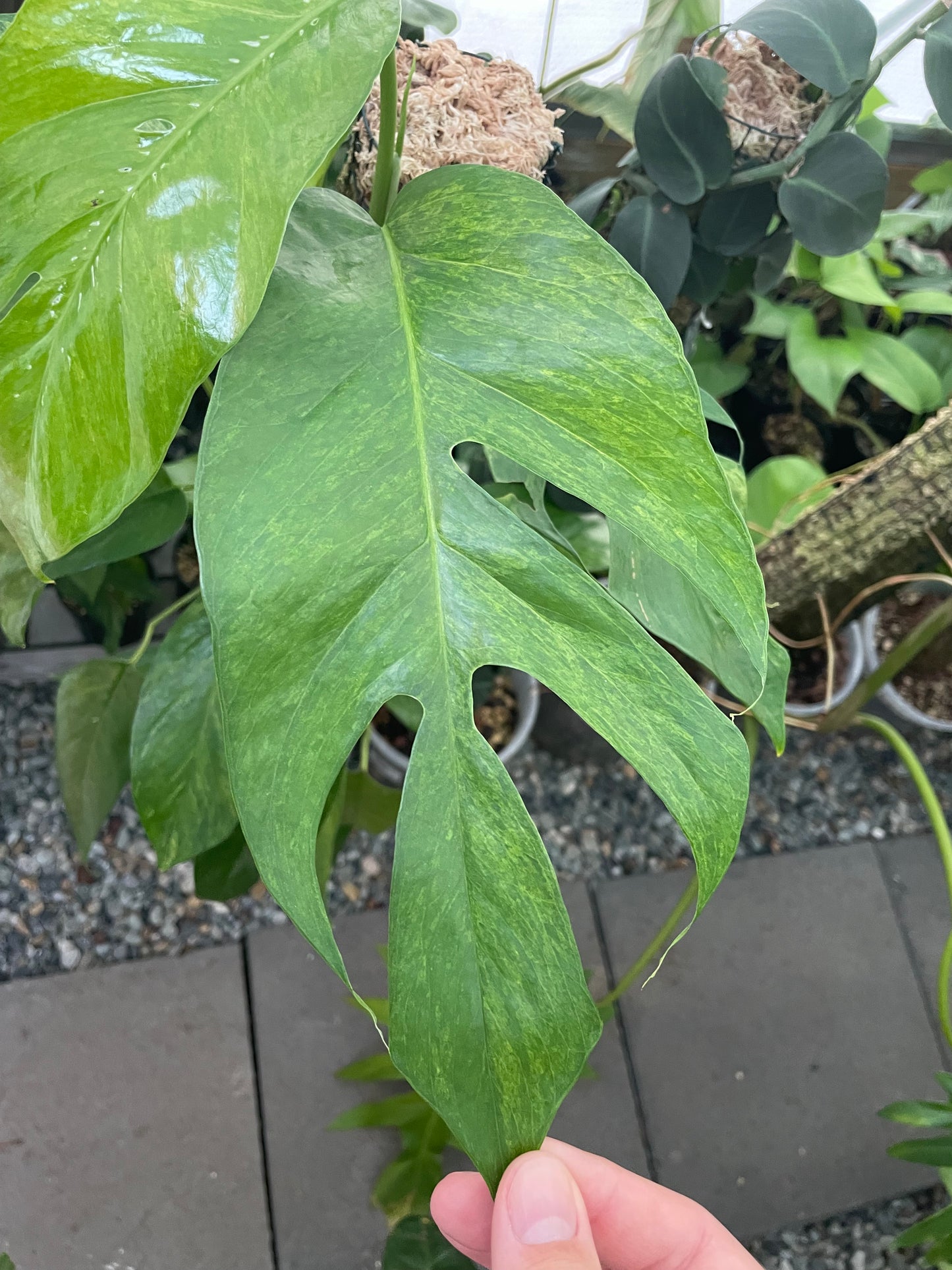 Epipremnum Pinnatum 'Mint'